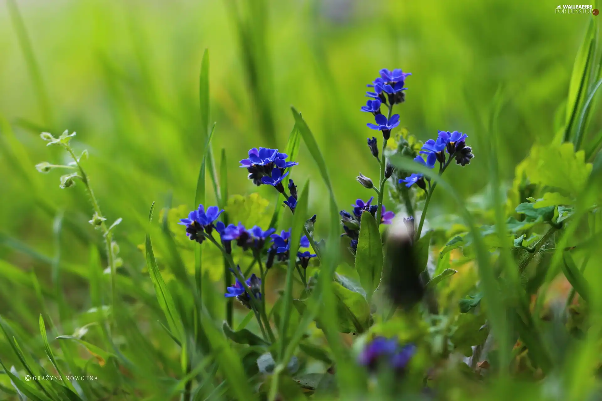 Flowers, Forget, Blue