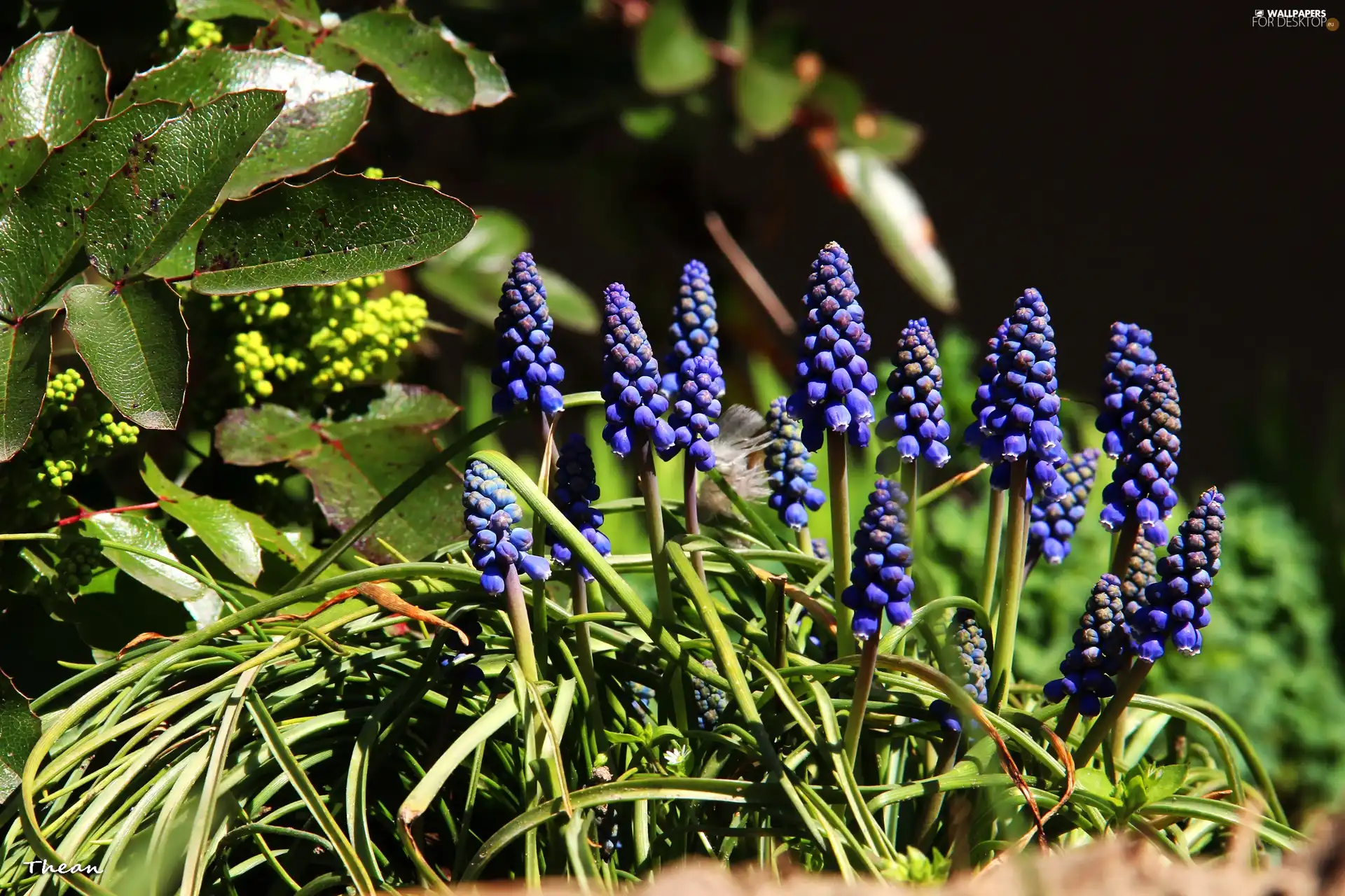 Flowers, Muscari, Blue