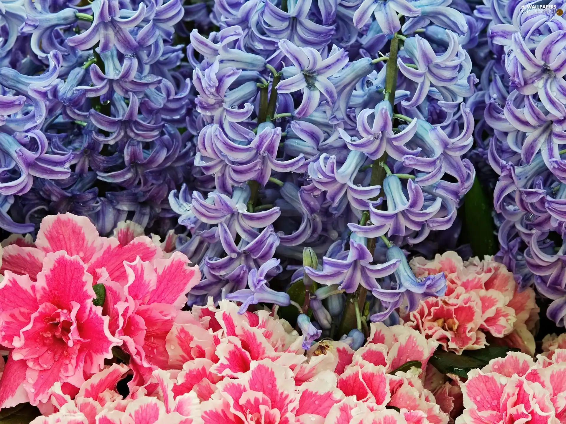 Flowers, Pink, Blue