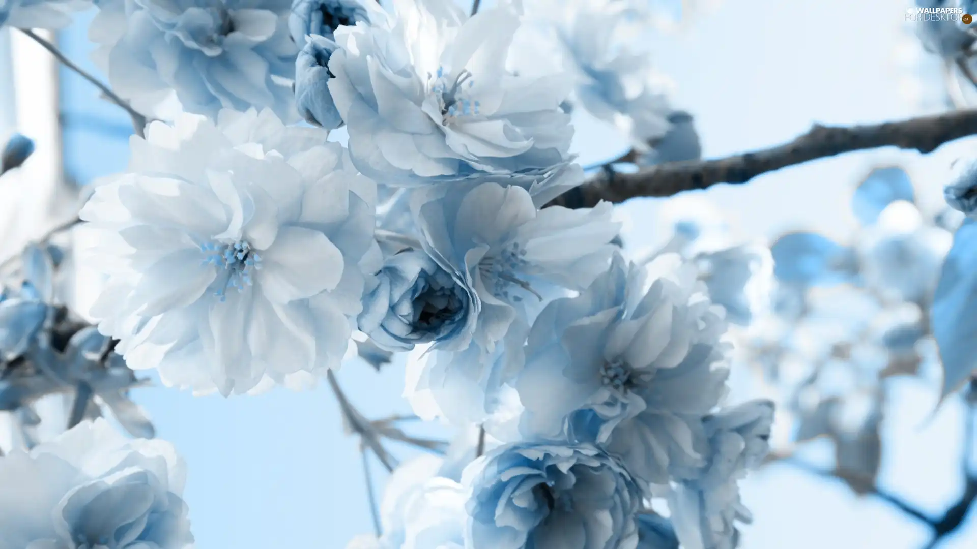 flowers, white, Blue