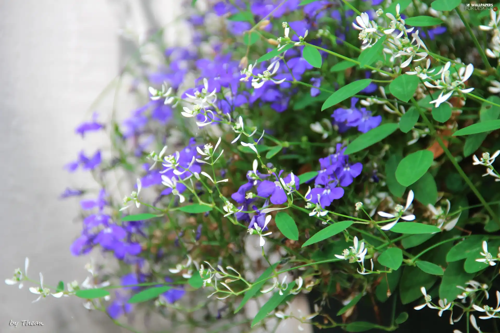 Flowers, White, Blue