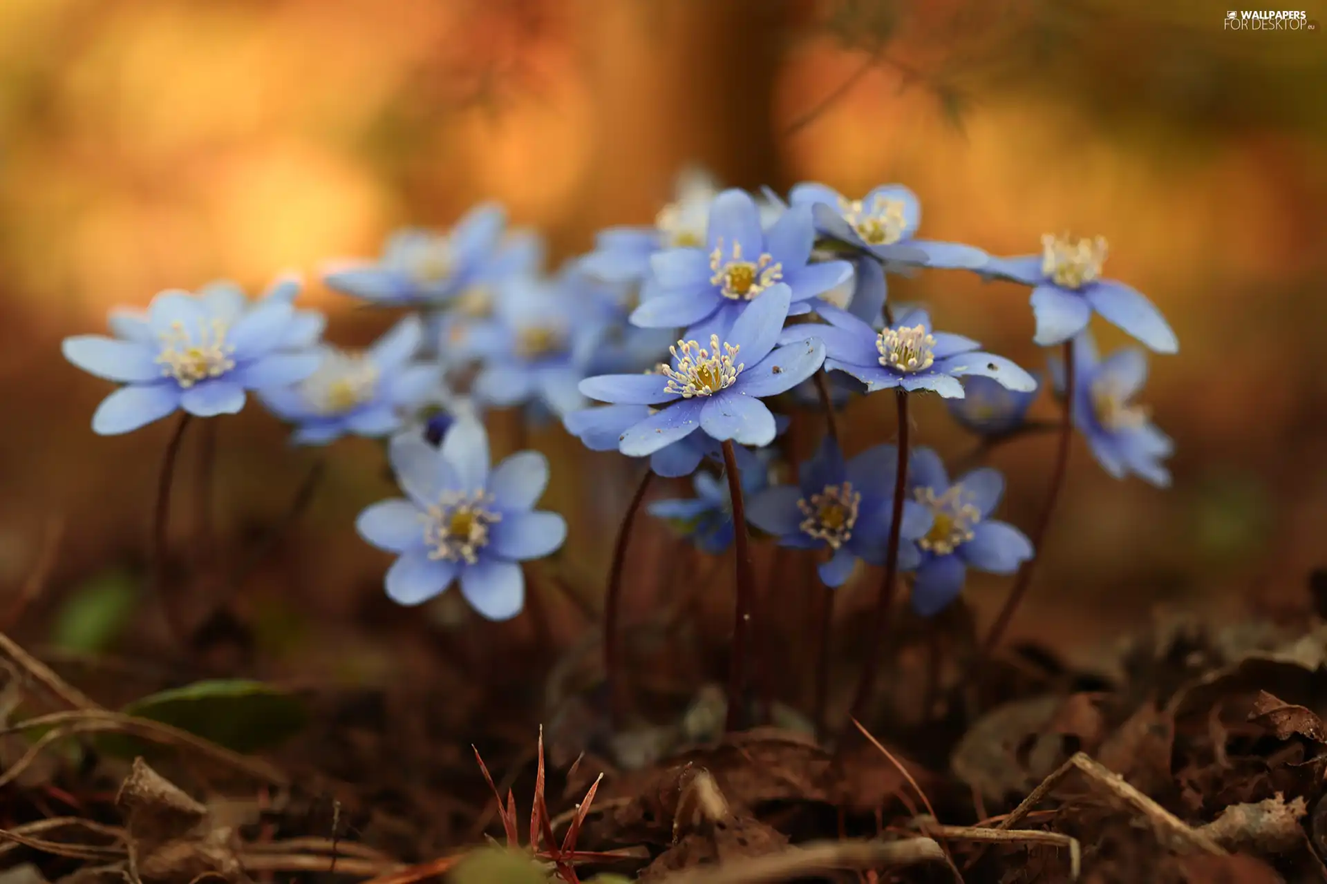 Liverworts, Flowers, blurry background, Blue