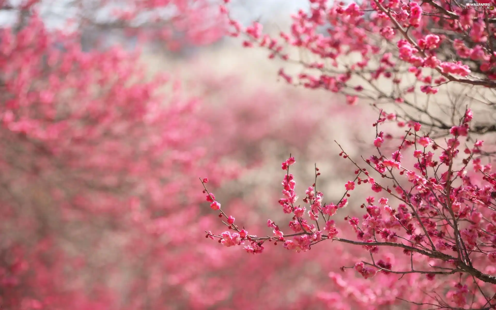 Flowers, trees, branch