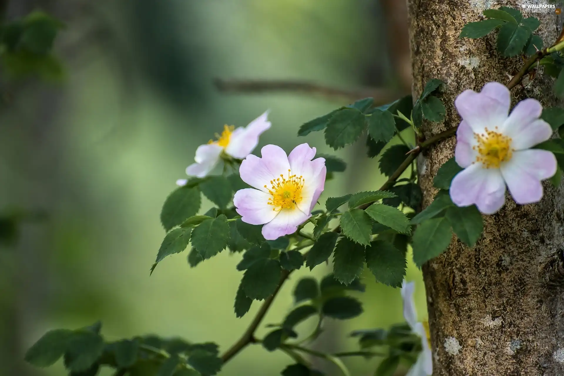 Flowers, Bush, Briar