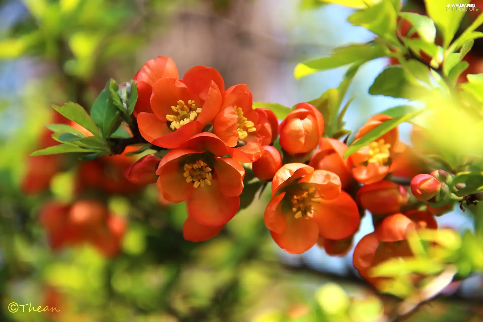 Bush, Orange, Flowers, quince