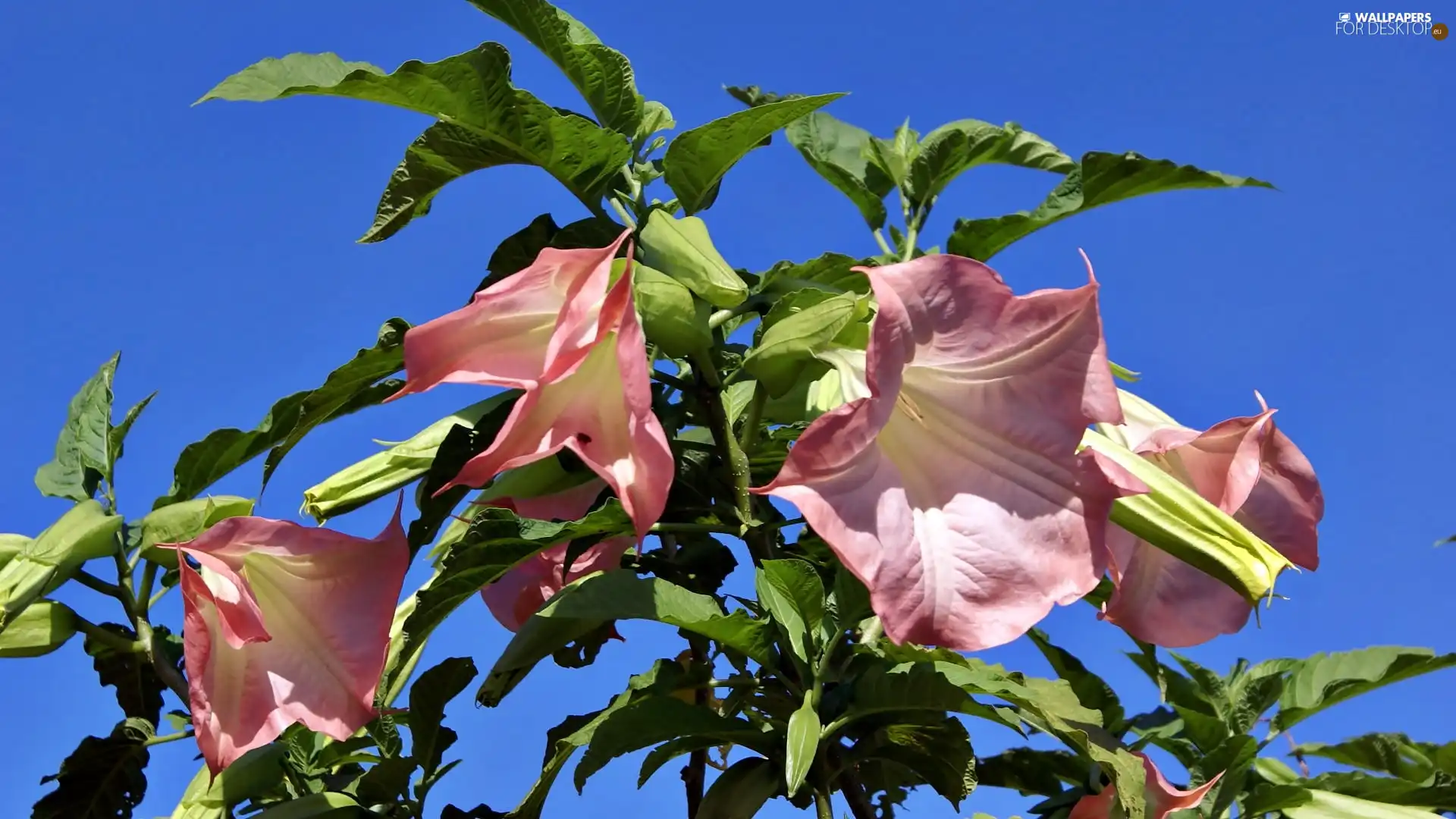 Bush, Pink, Flowers, Brugmansia