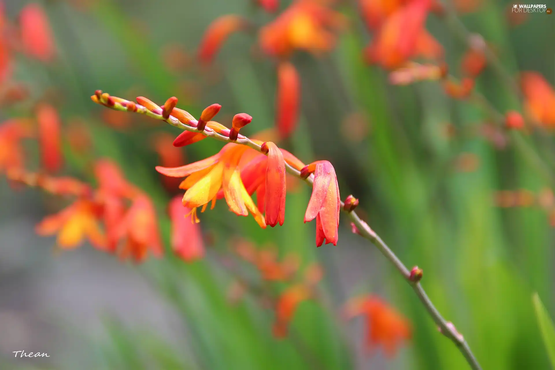 flowers, Red, change