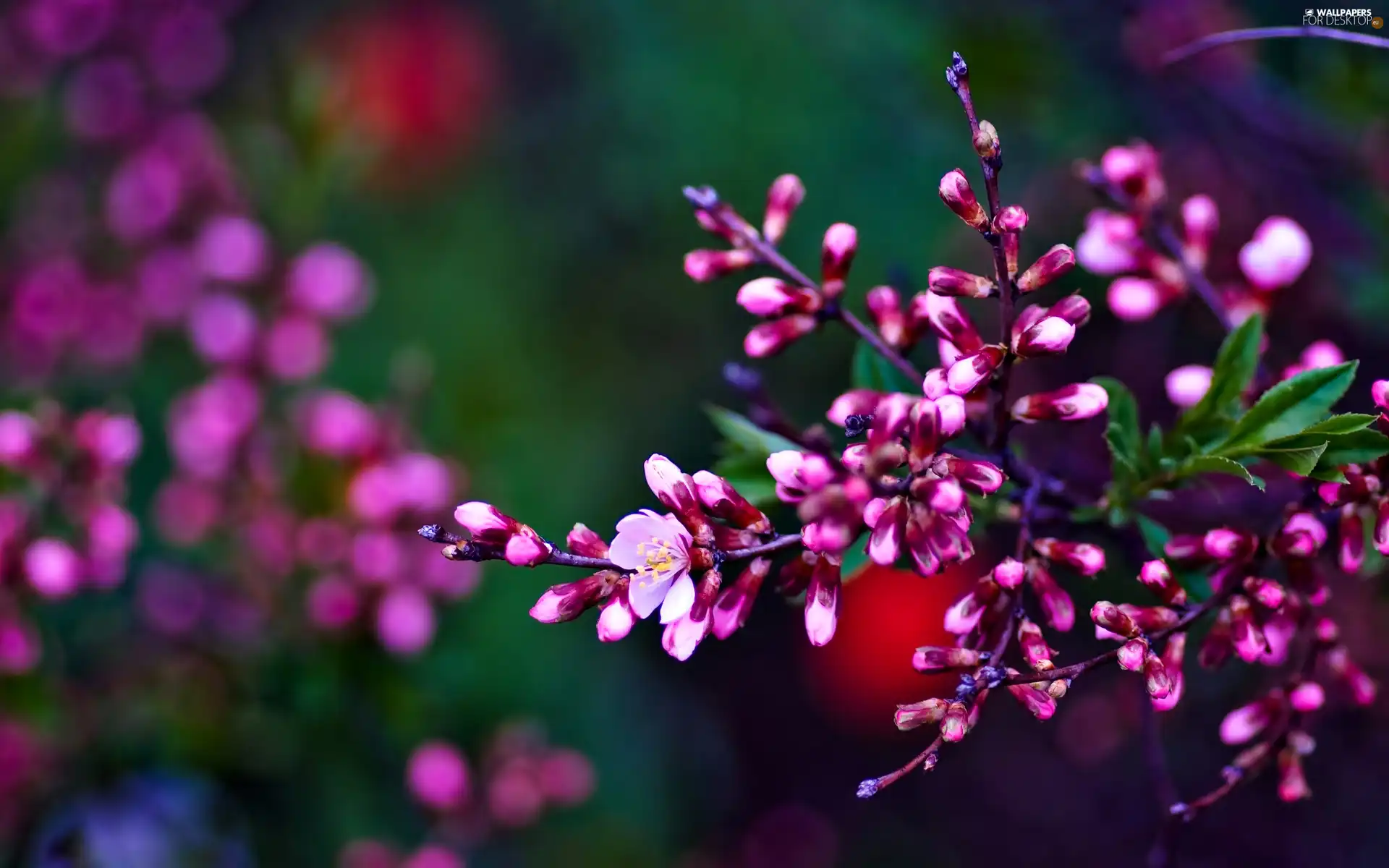 flowers, twig, change