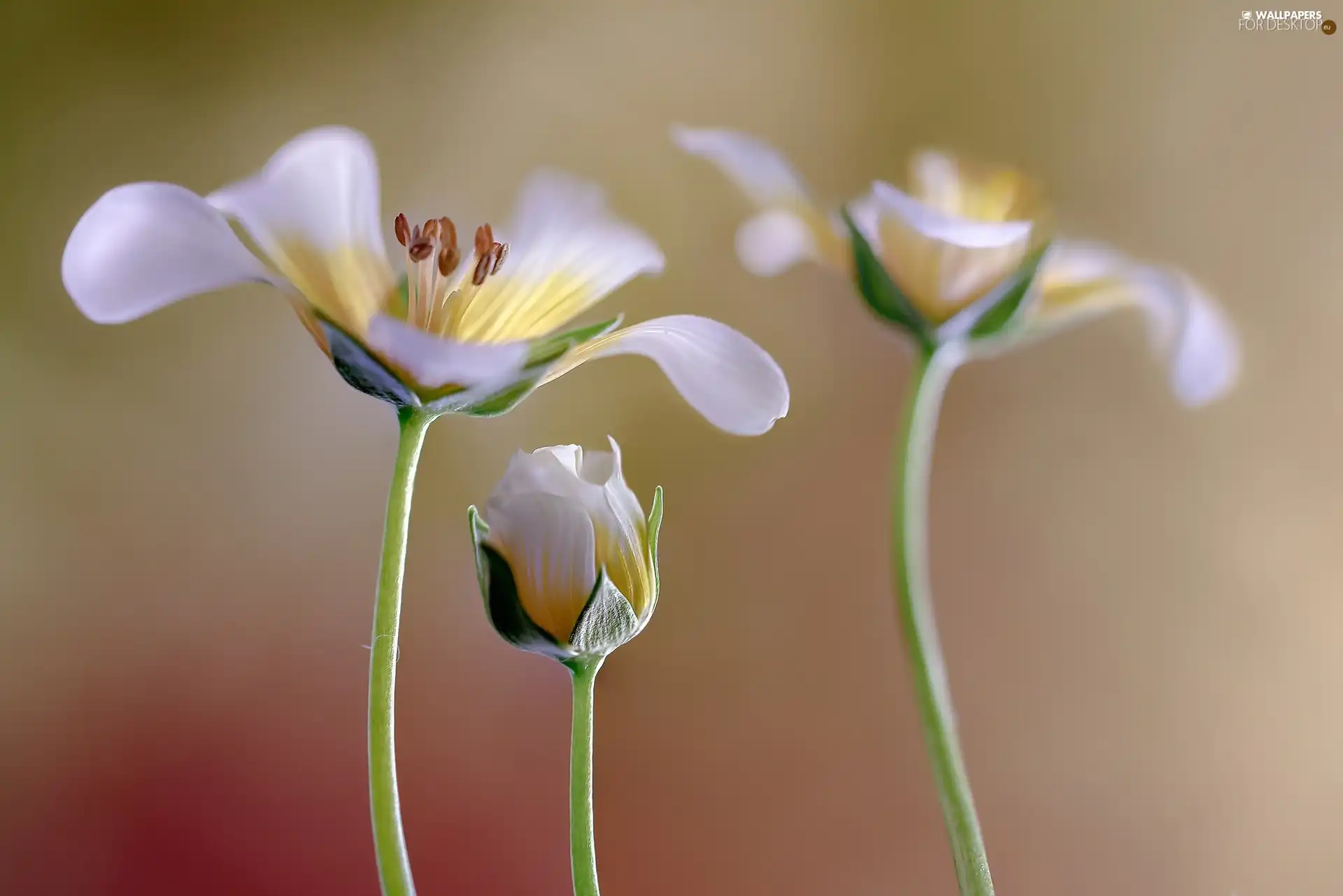 Close, Flowers