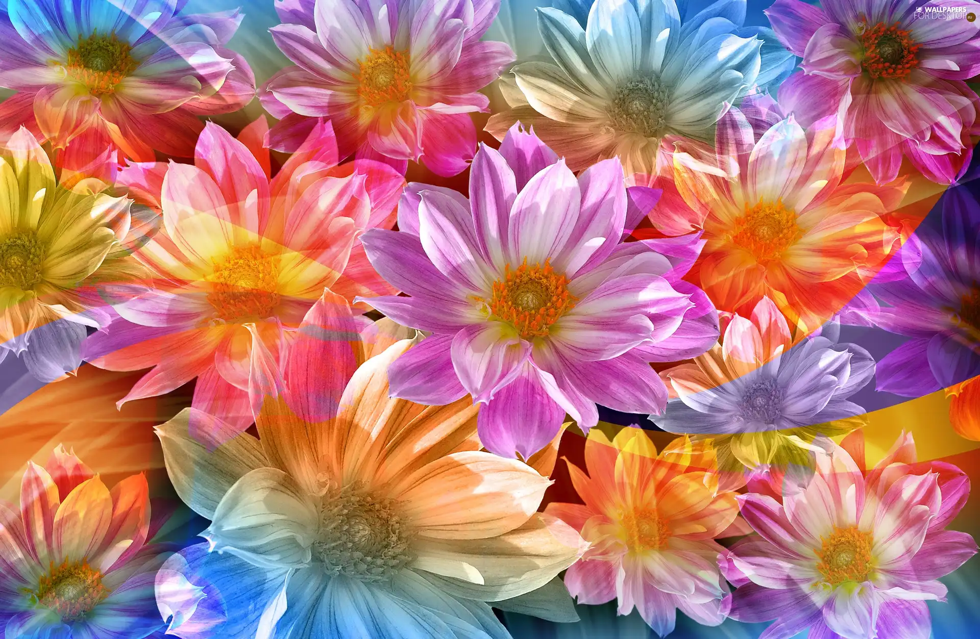 color, Flowers