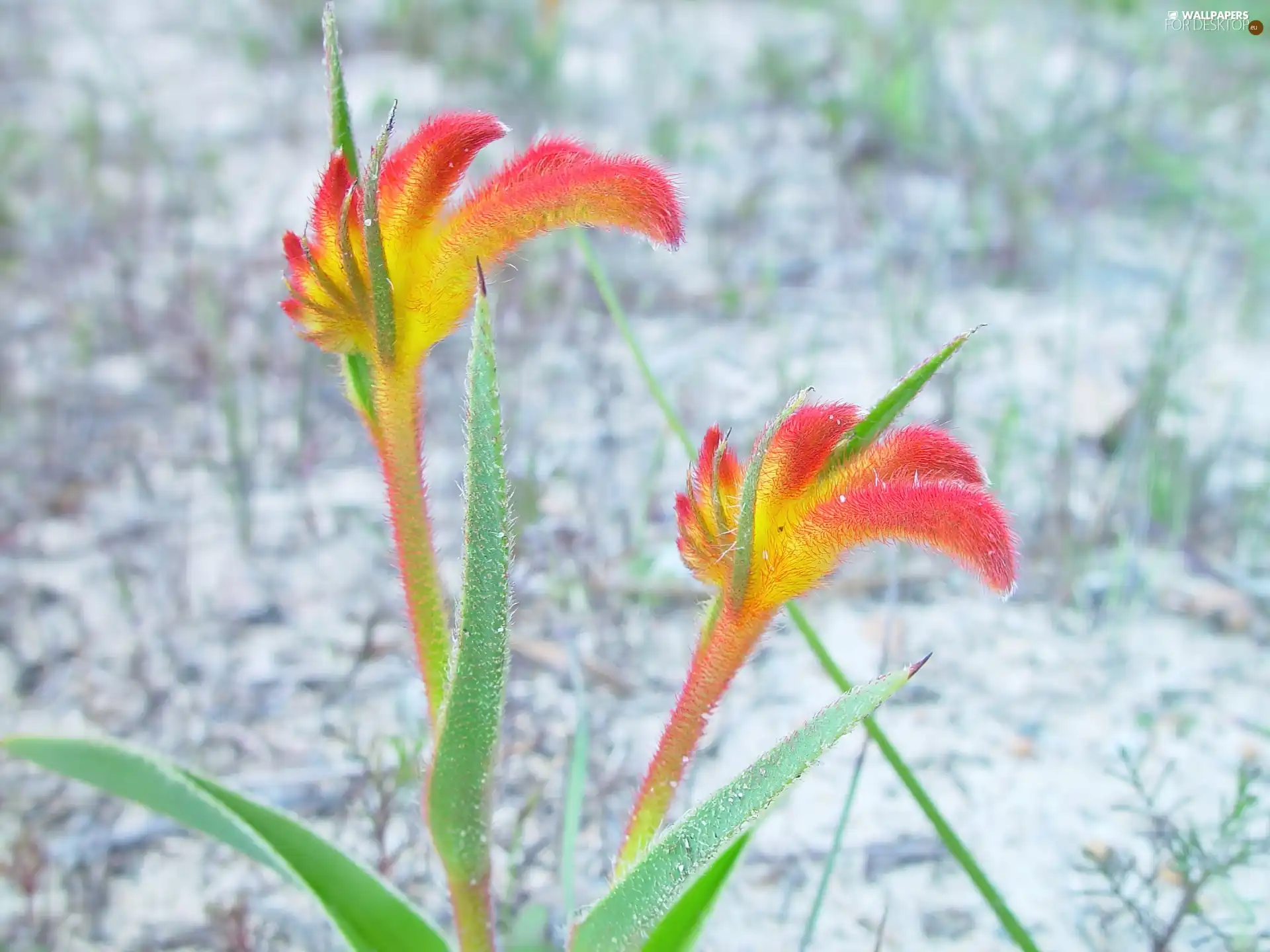 Flowers, rock, color