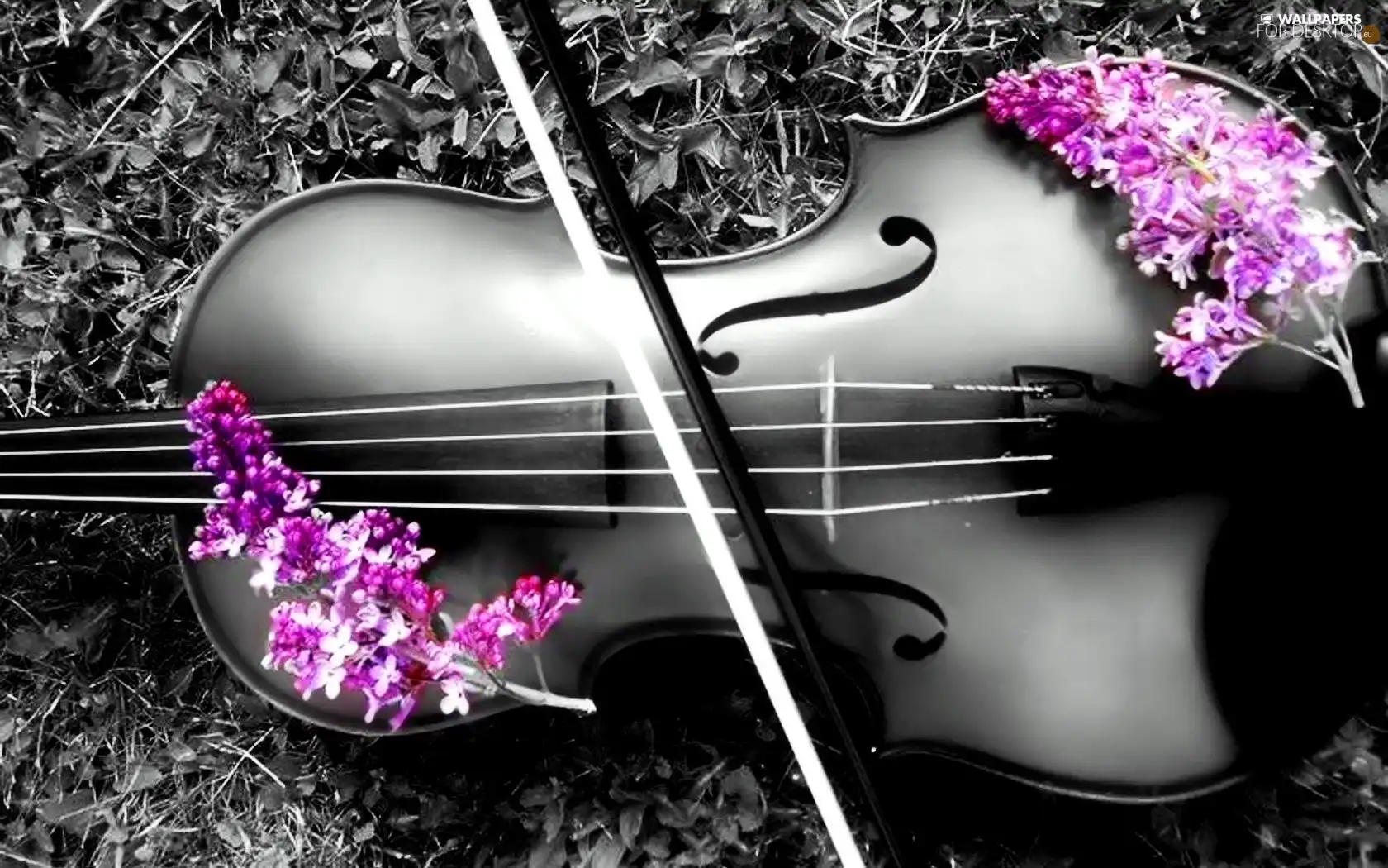 Flowers, violin, color