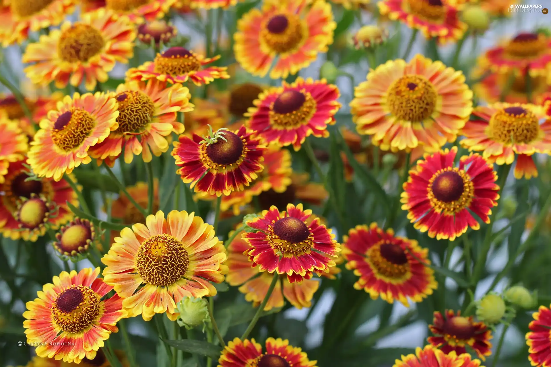 color, Yellow, Flowers, Red