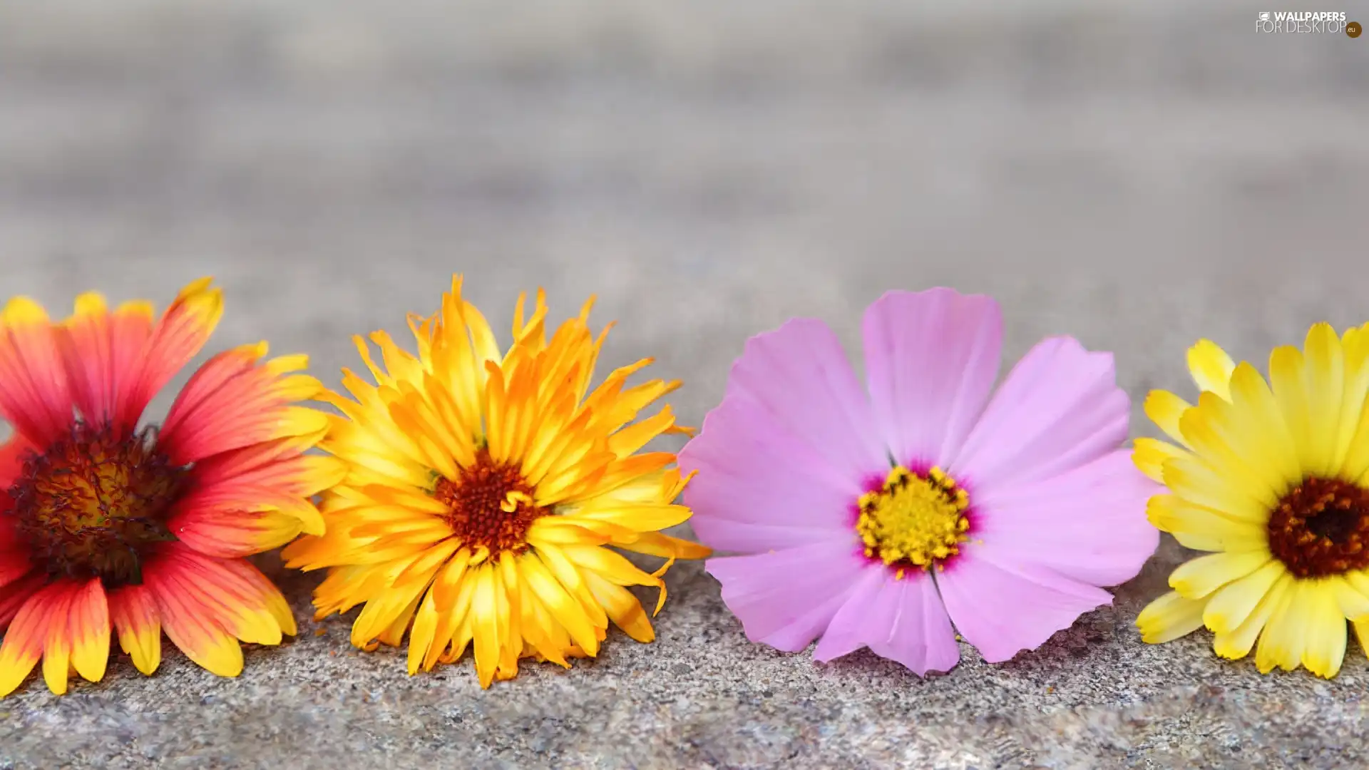 color, Flowers