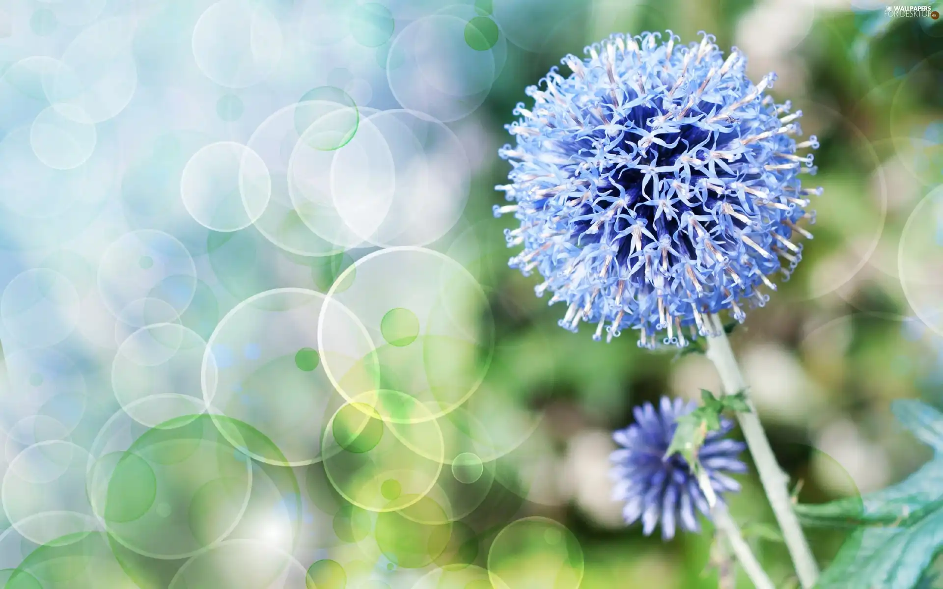 blue, Colourfull Flowers