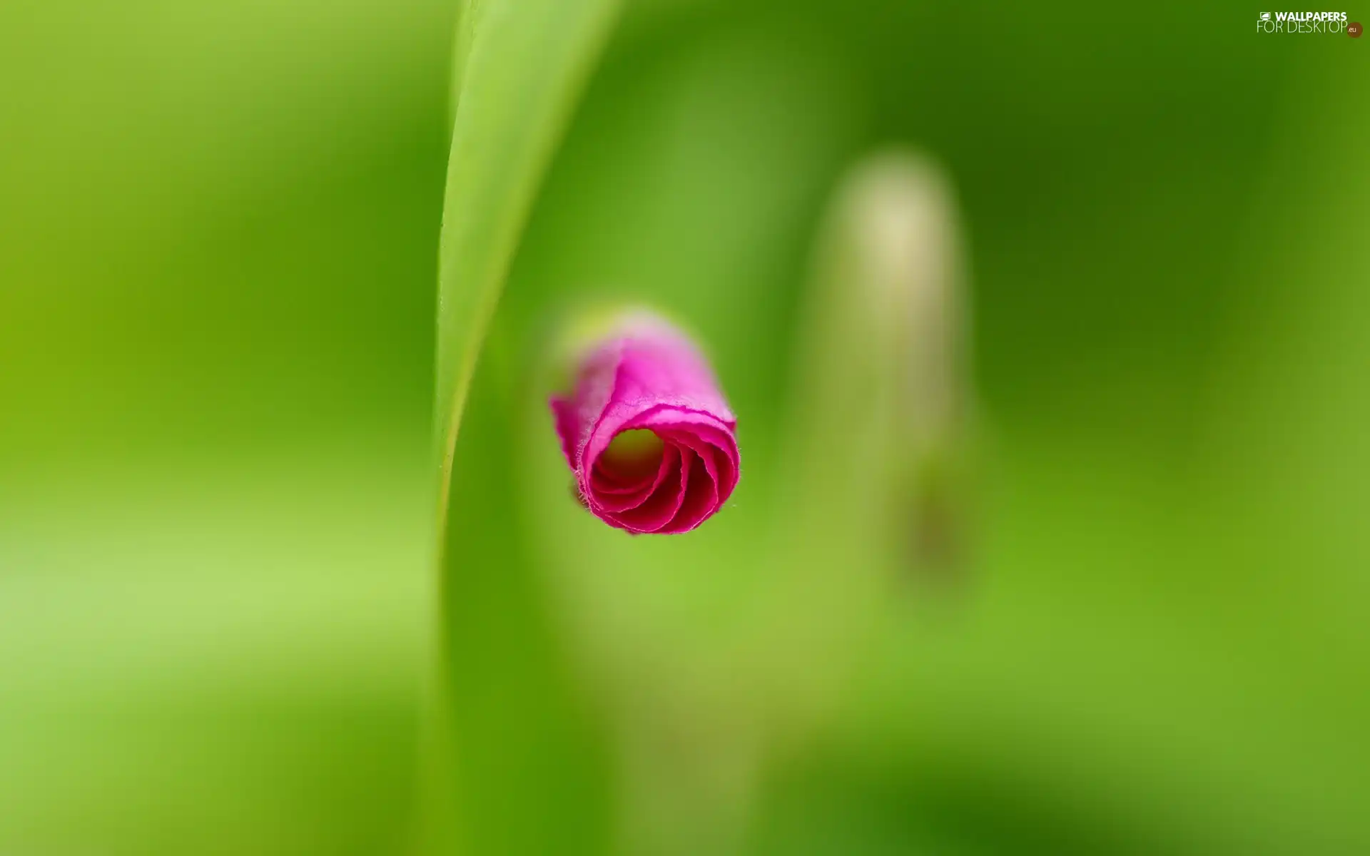 bud, Colourfull Flowers