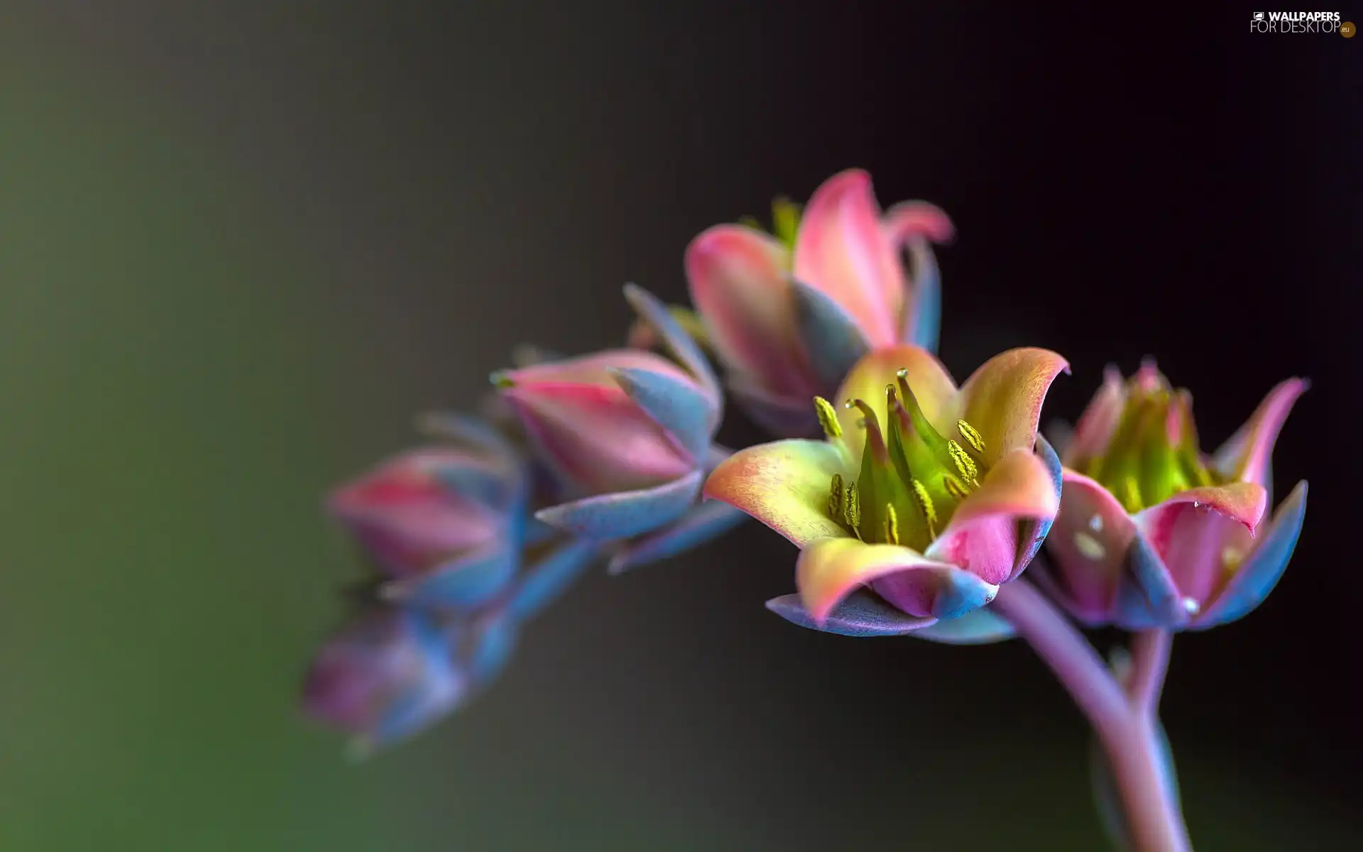 Echeveria, Colourfull Flowers