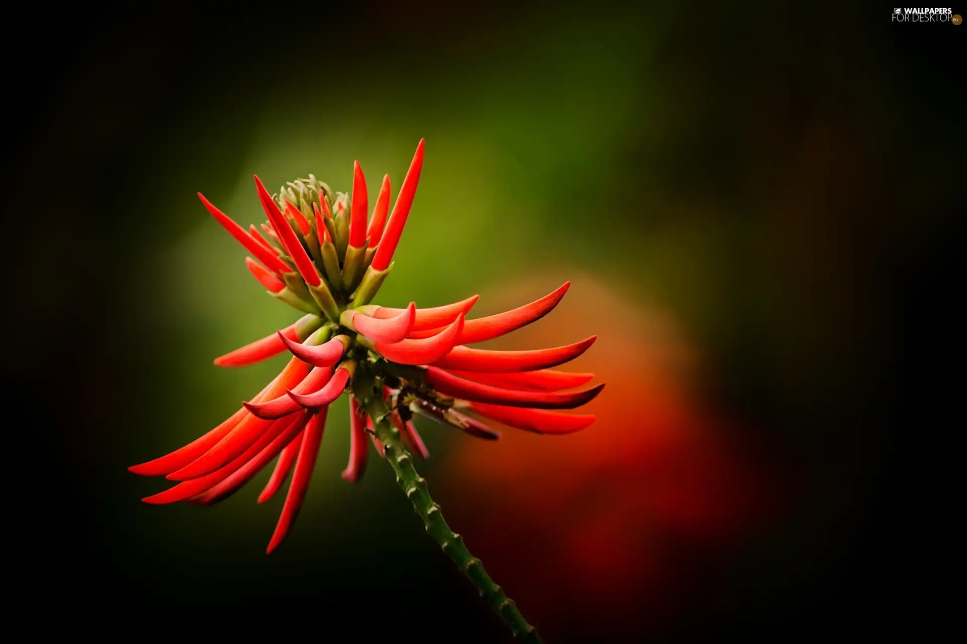 exotic, Colourfull Flowers