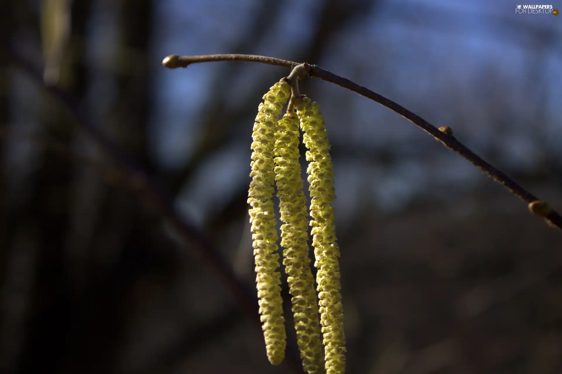 hazel, Colourfull Flowers