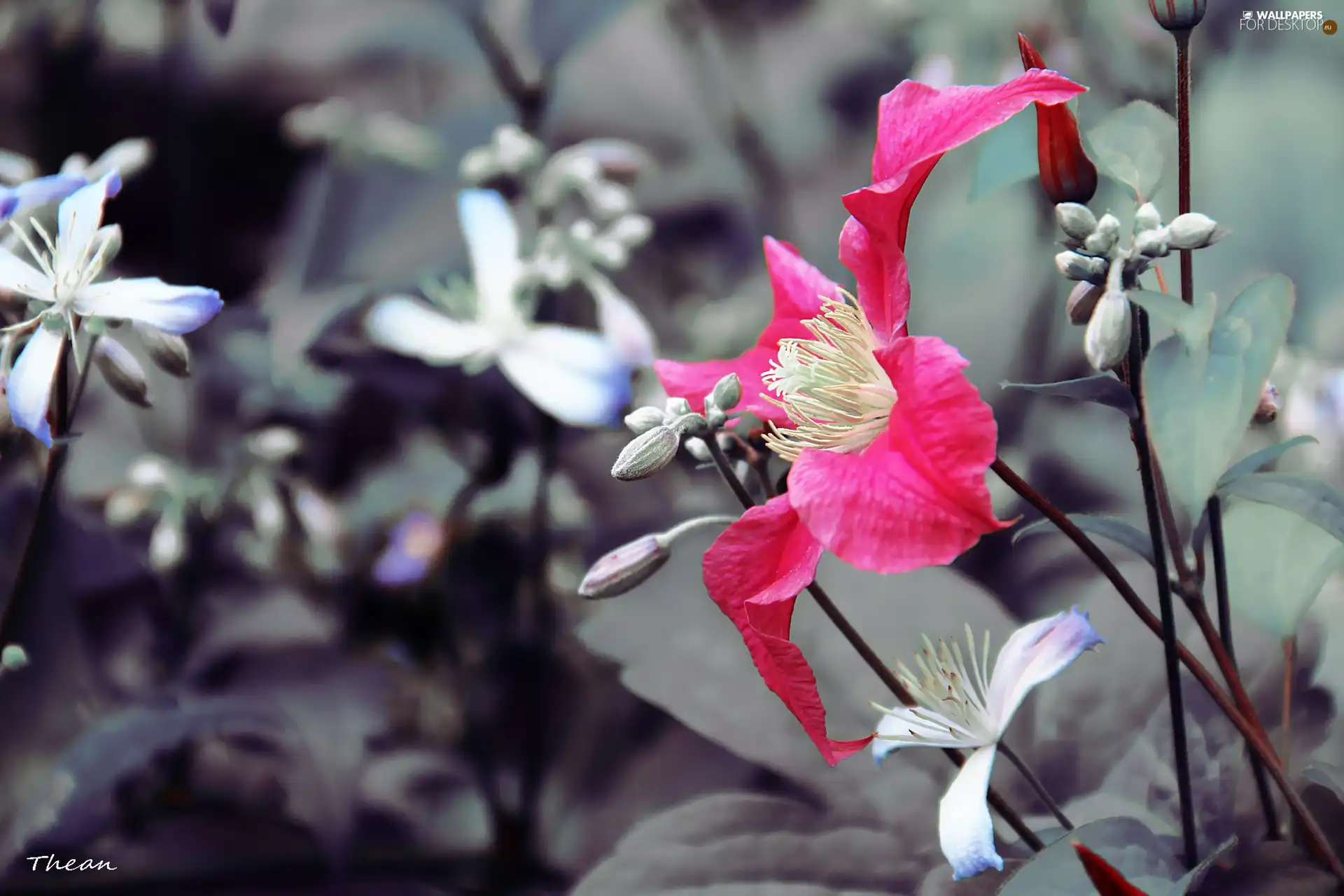 lilac, Colourfull Flowers