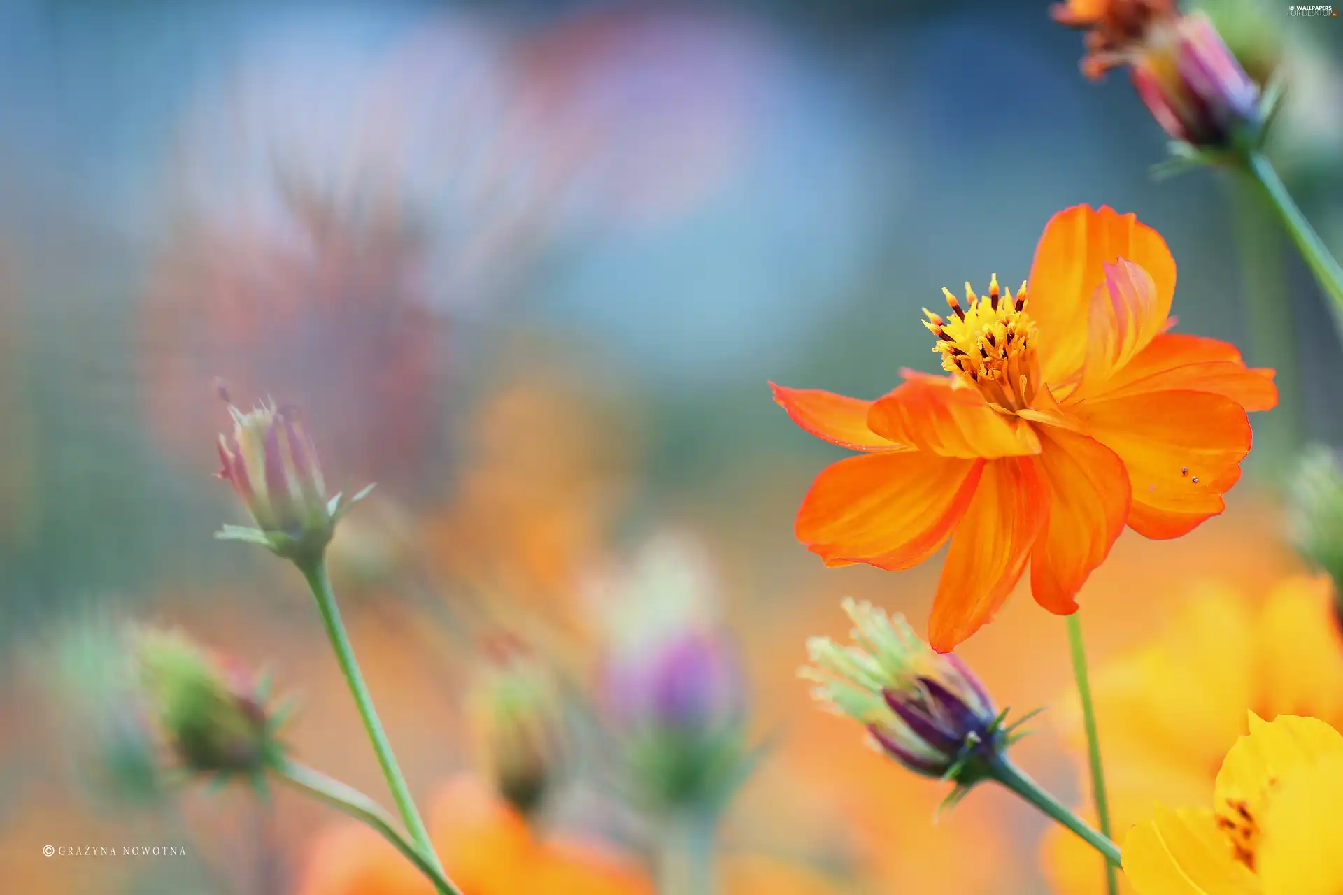 Orange, Colourfull Flowers