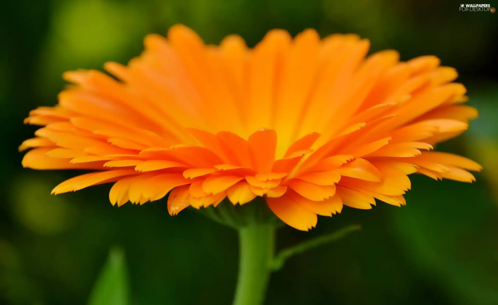 Marigold Medical, Orange, Colourfull Flowers