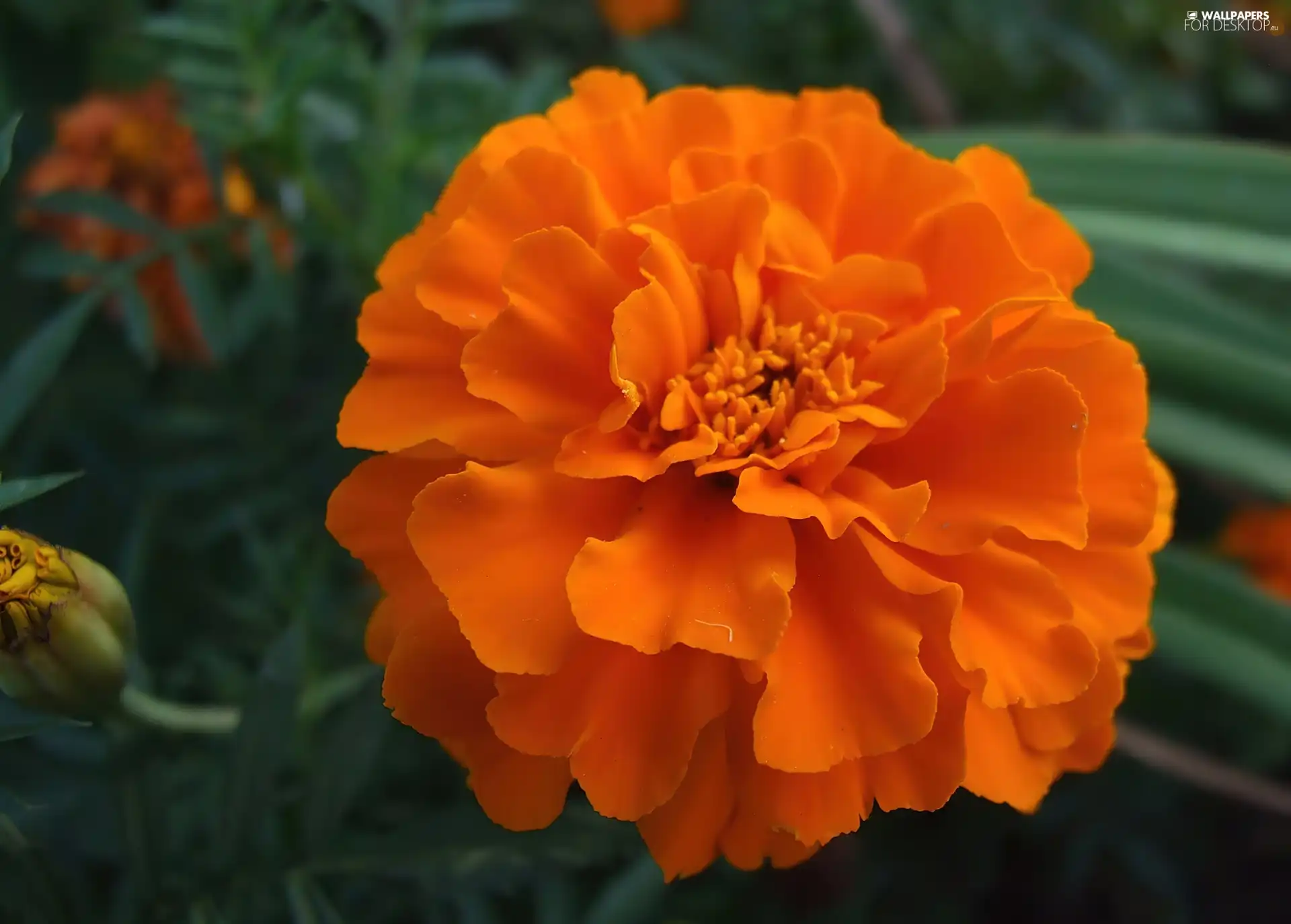 Orange, Colourfull Flowers