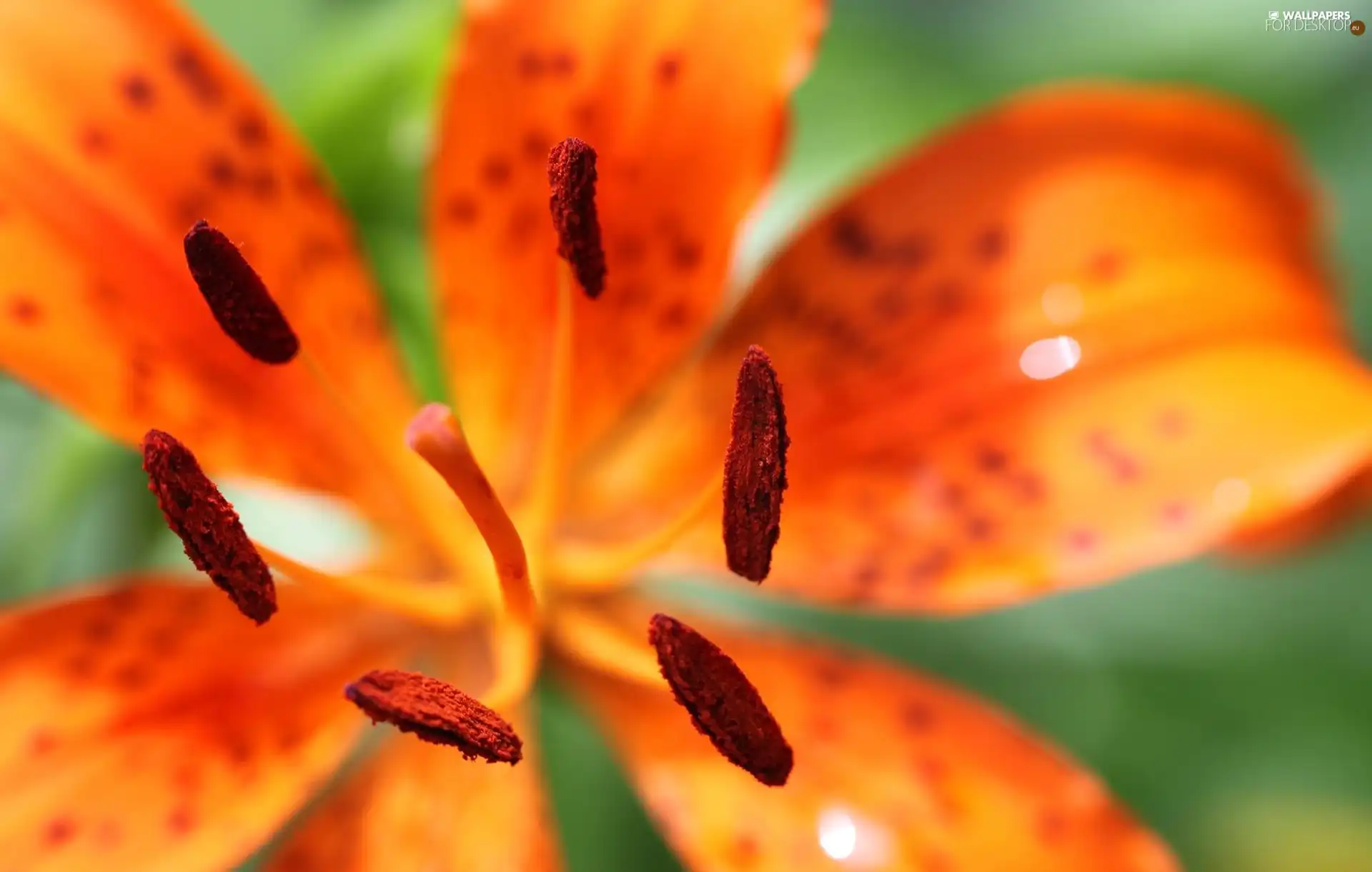 Orange, Colourfull Flowers