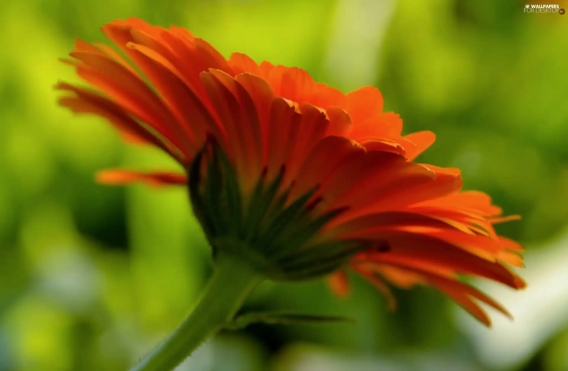 Orange, Colourfull Flowers