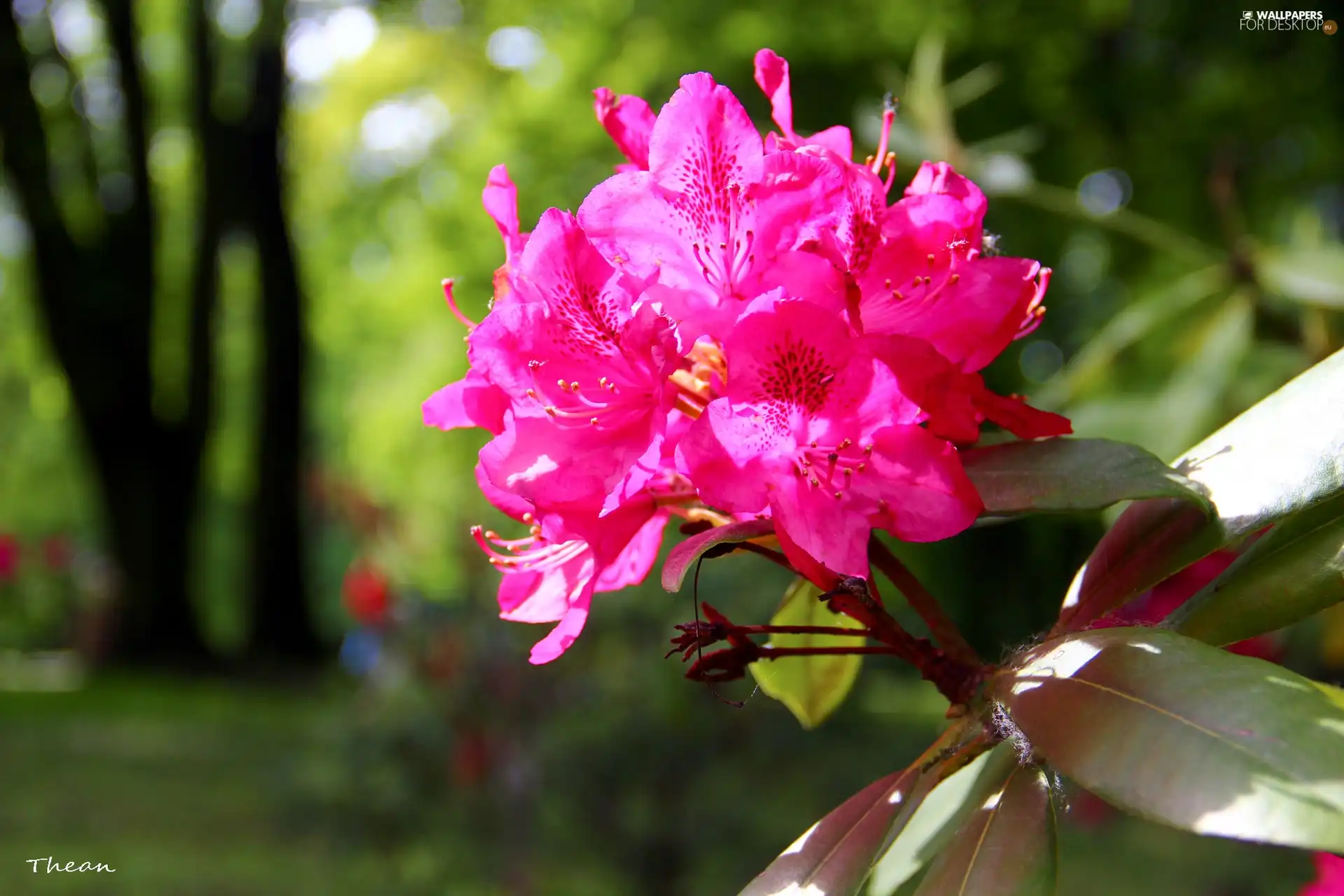 Pink, Colourfull Flowers