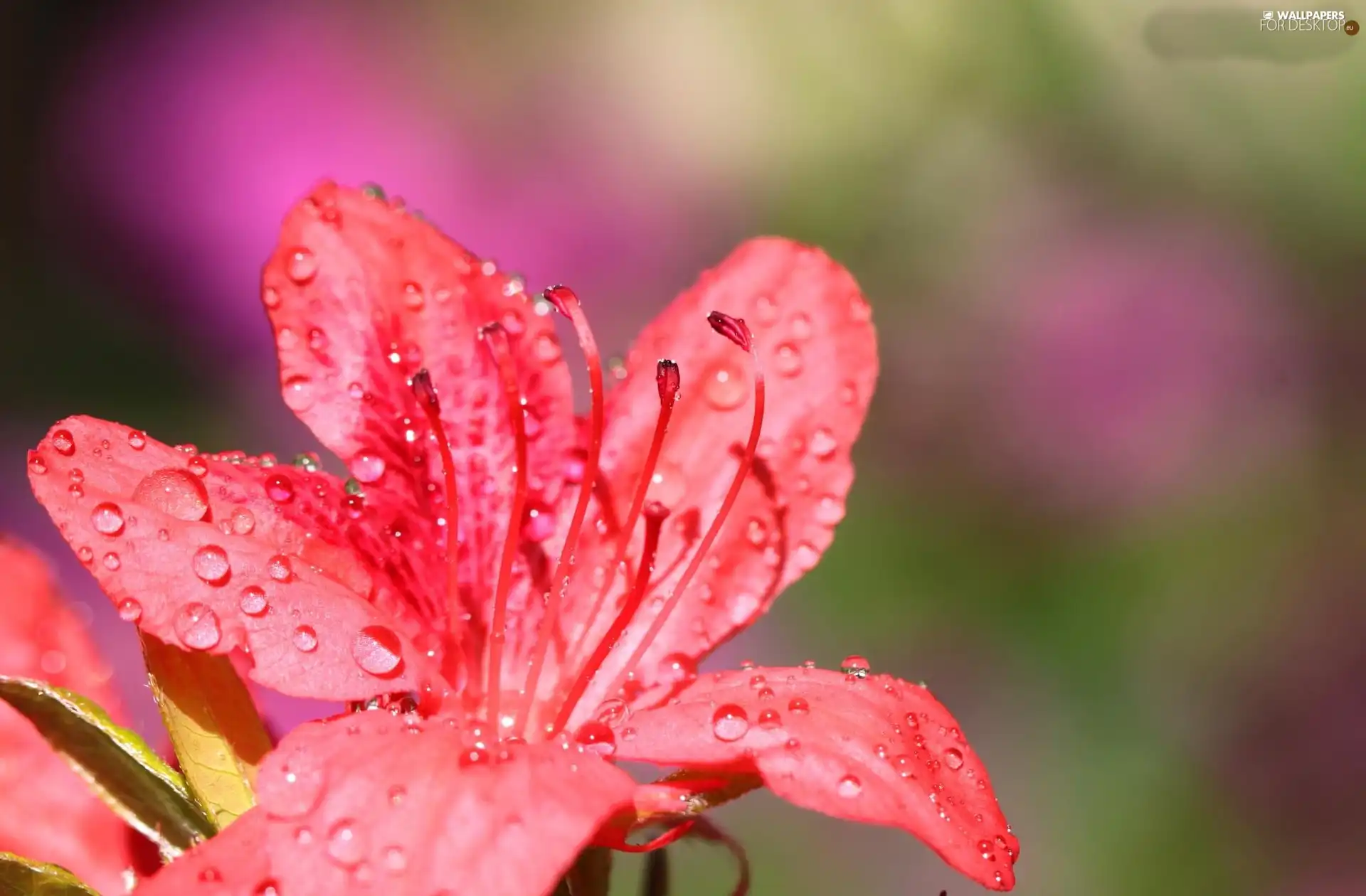 Pink, Colourfull Flowers