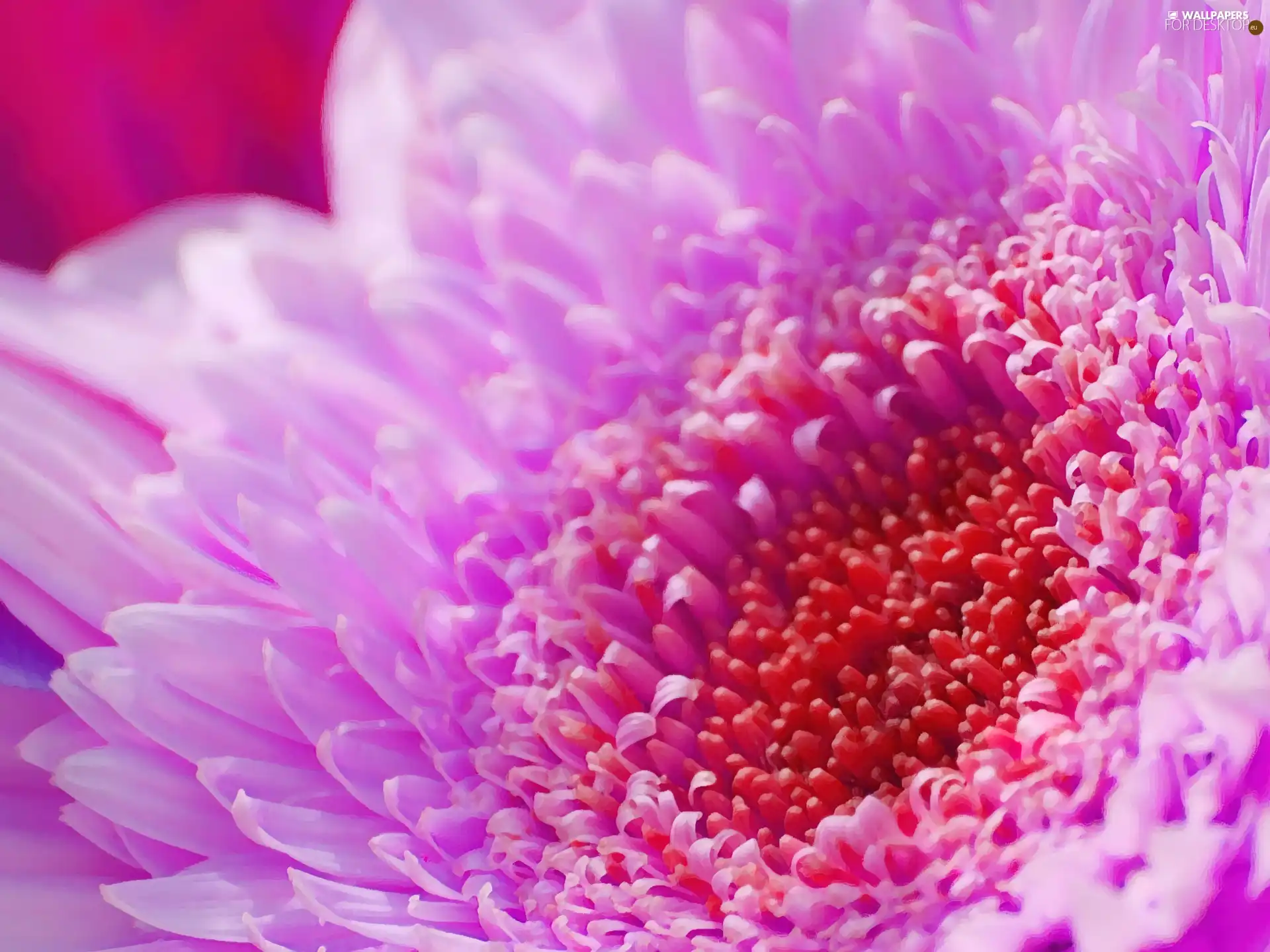 Pink, Colourfull Flowers