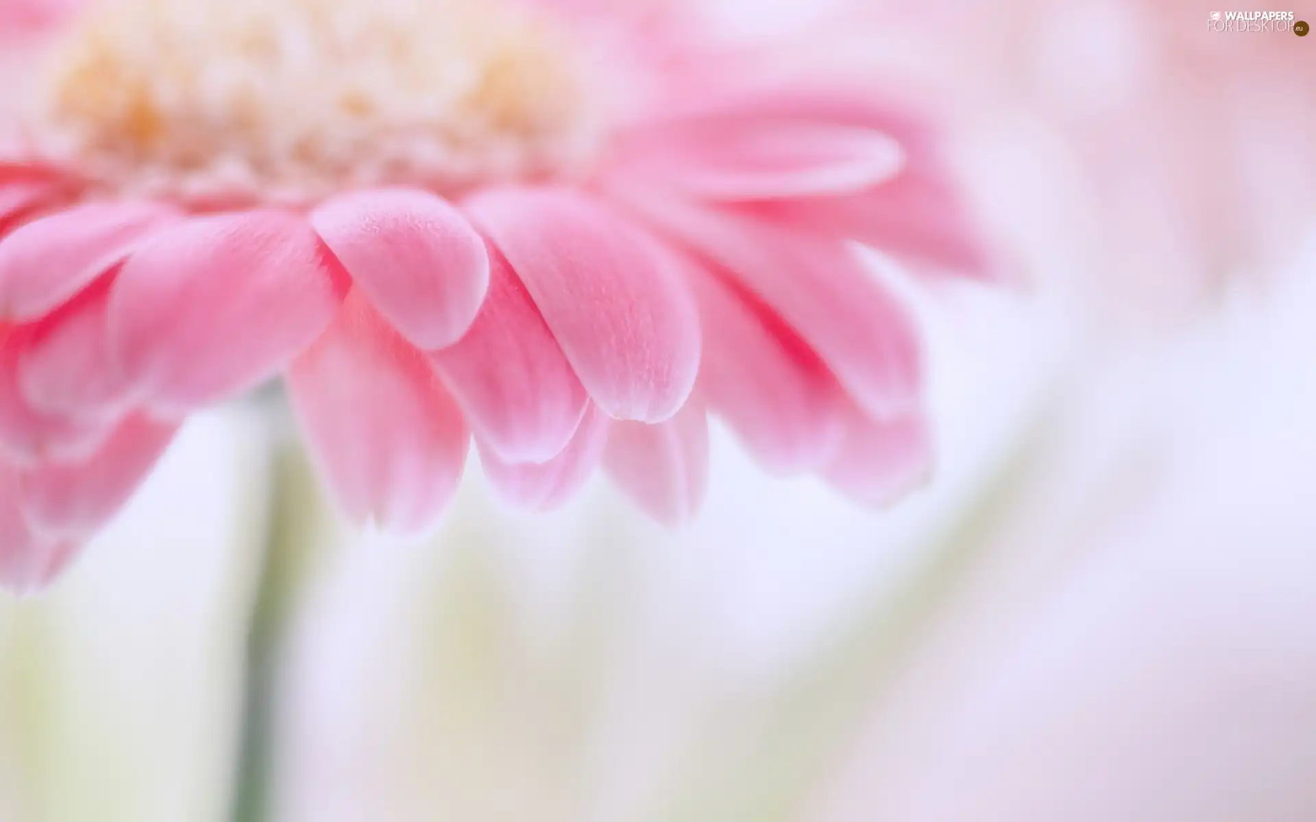 Pink, Colourfull Flowers