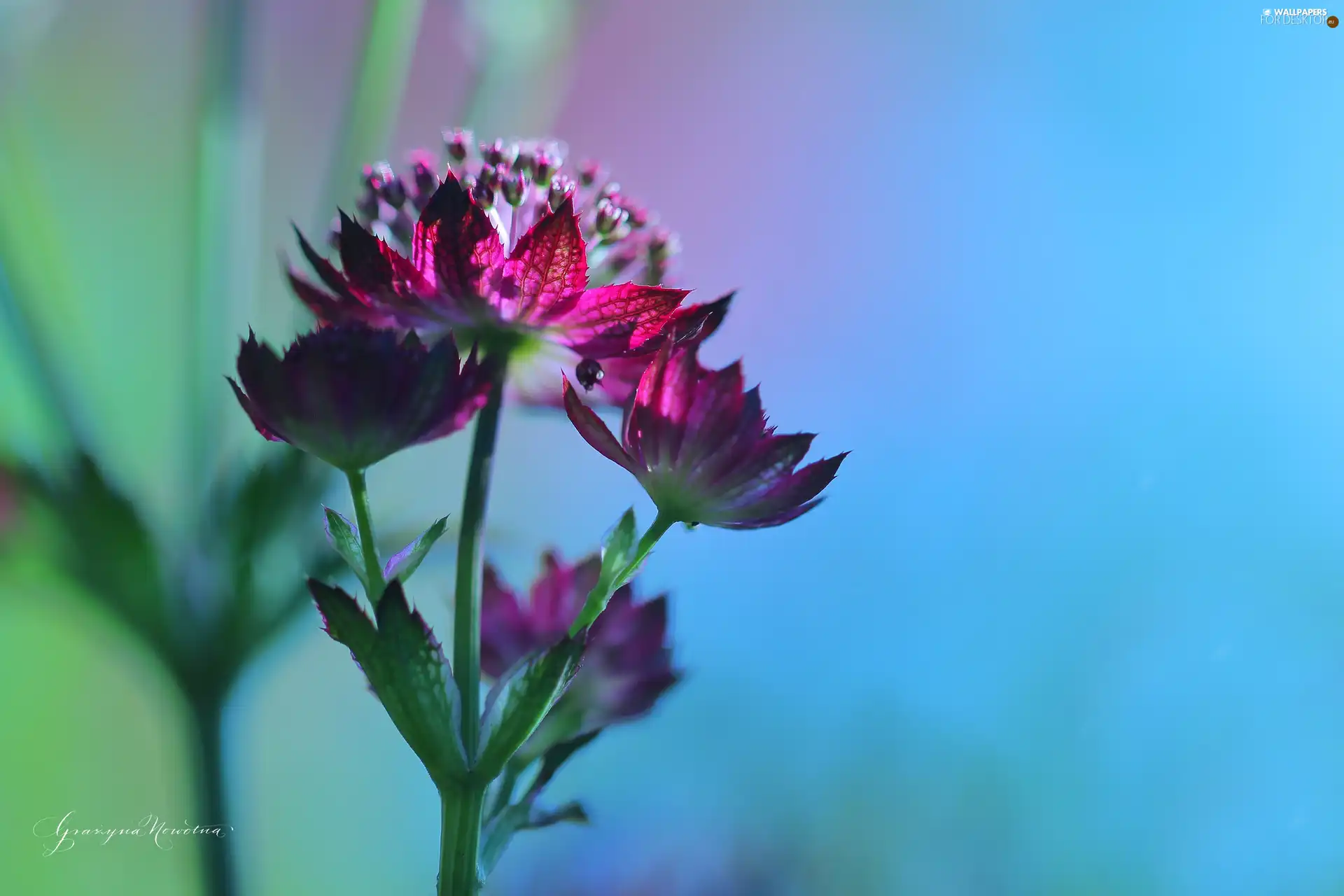 Pink, Colourfull Flowers