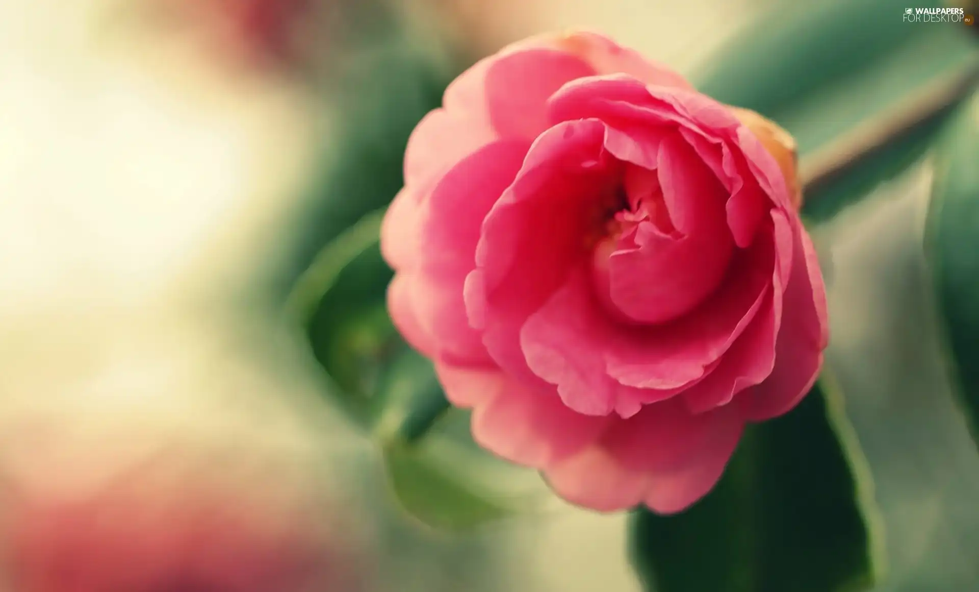 Pink, Colourfull Flowers