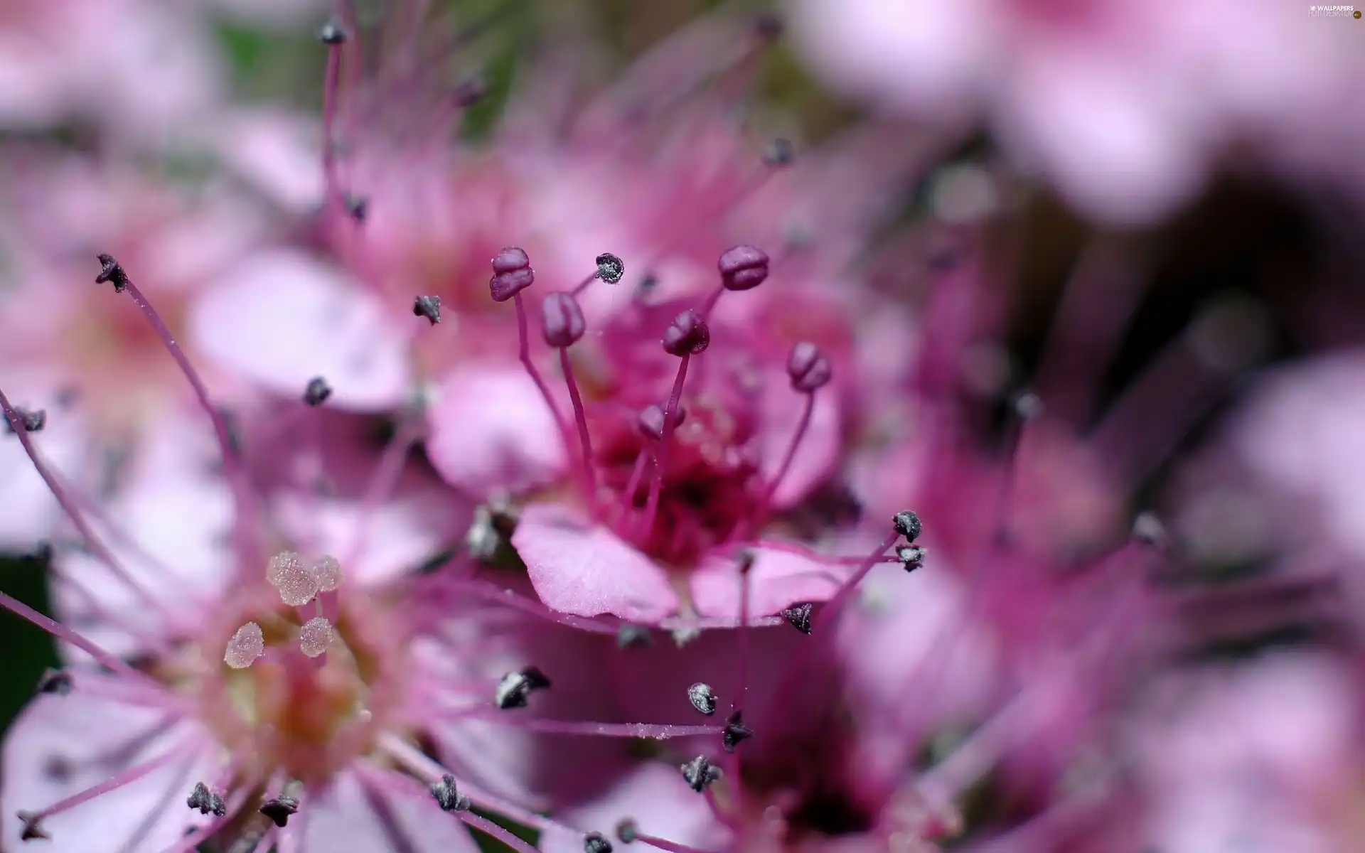 post, Colourfull Flowers