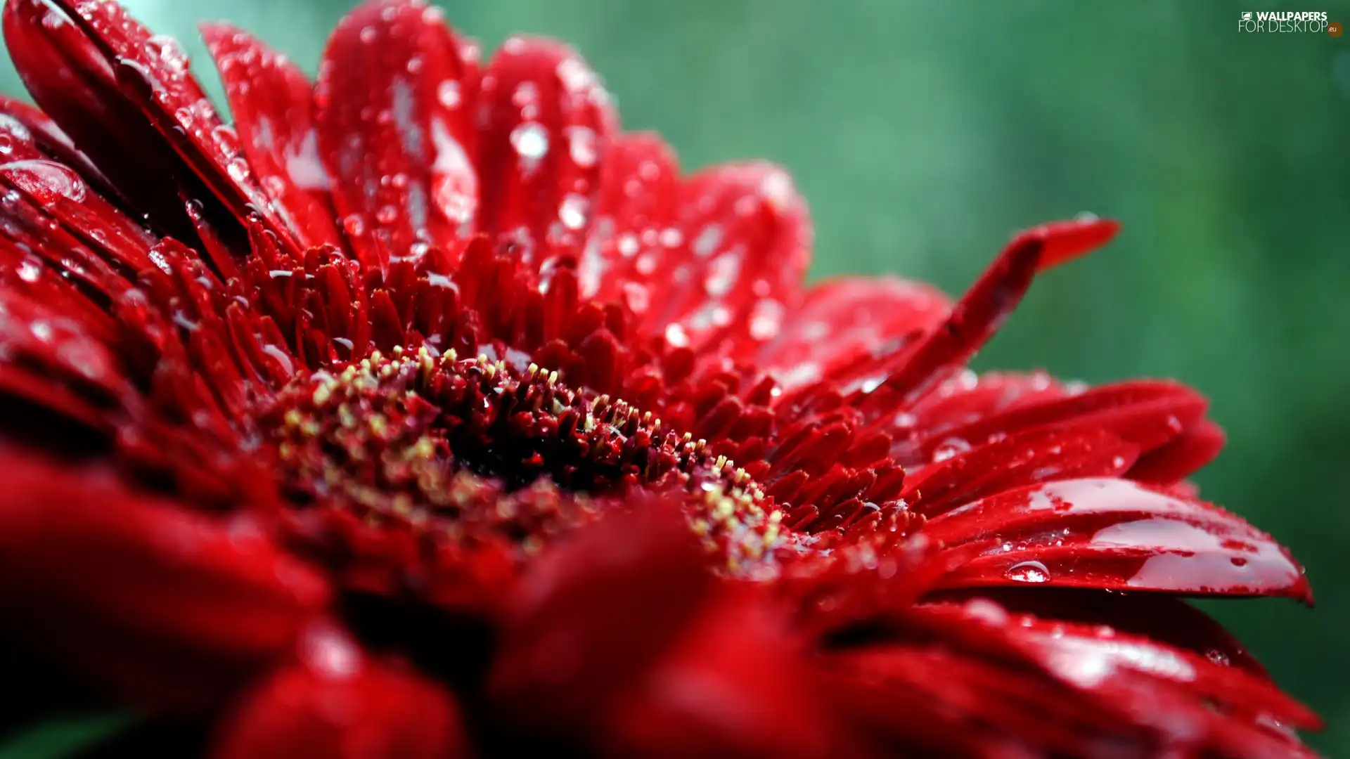 Red, Colourfull Flowers