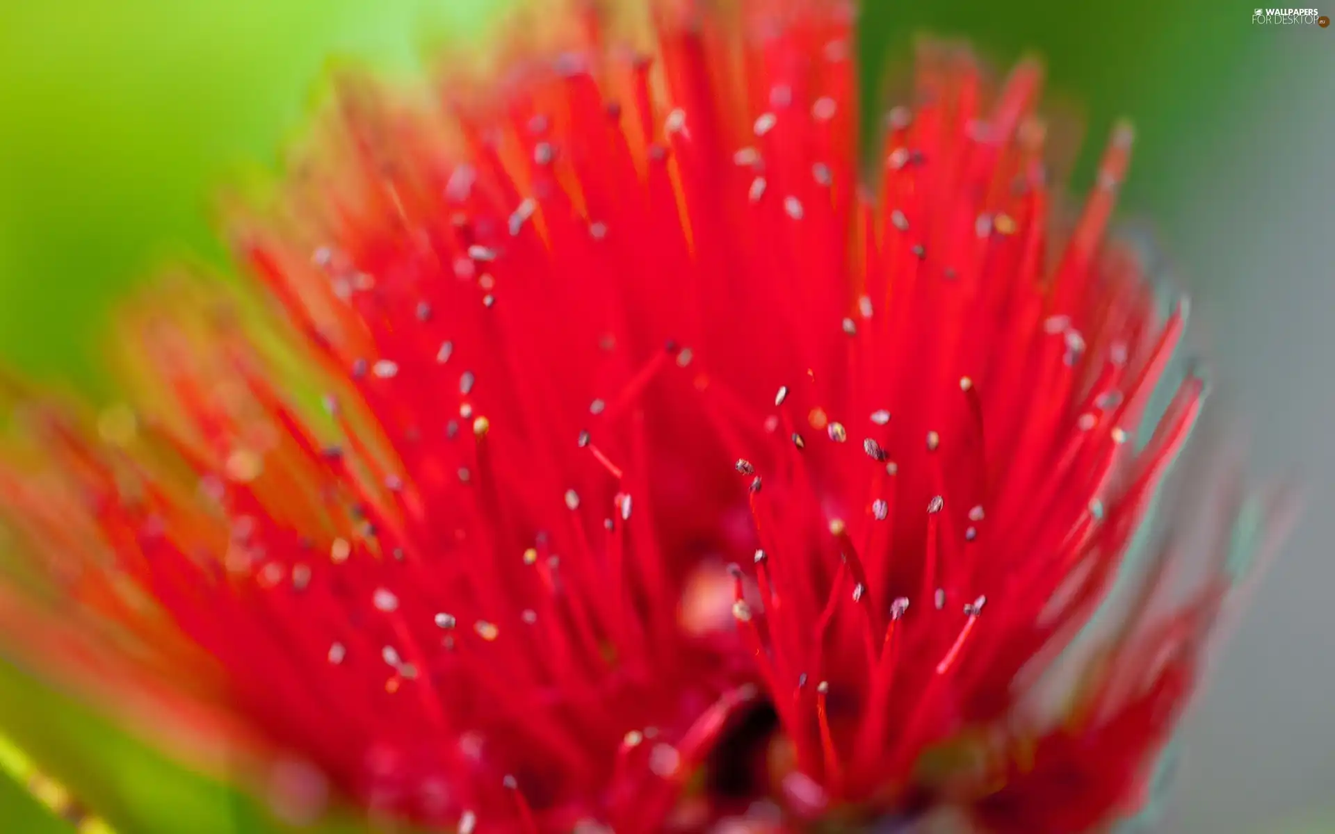 Red, Colourfull Flowers