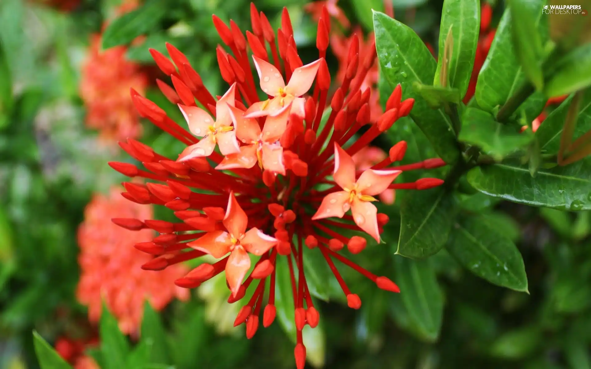 Red, Colourfull Flowers