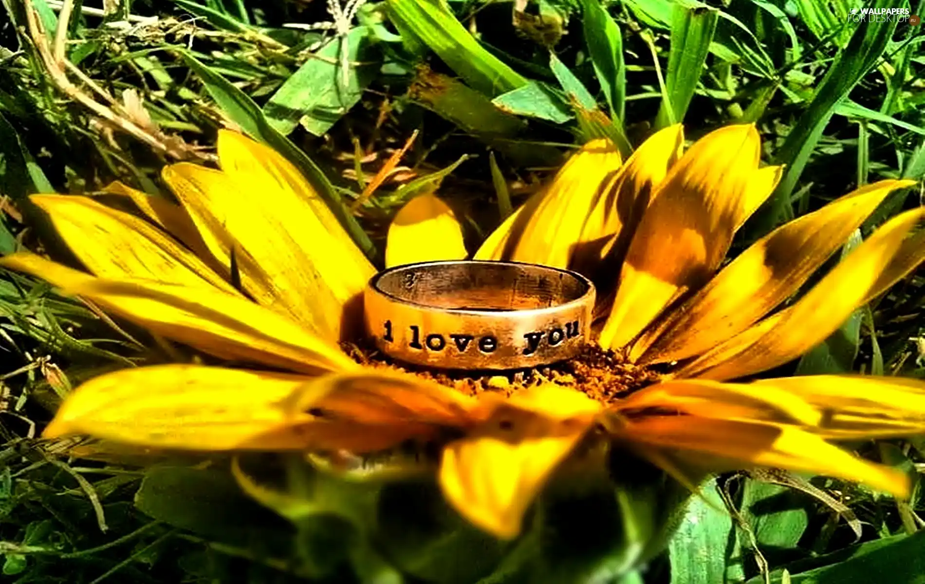 ring, Colourfull Flowers