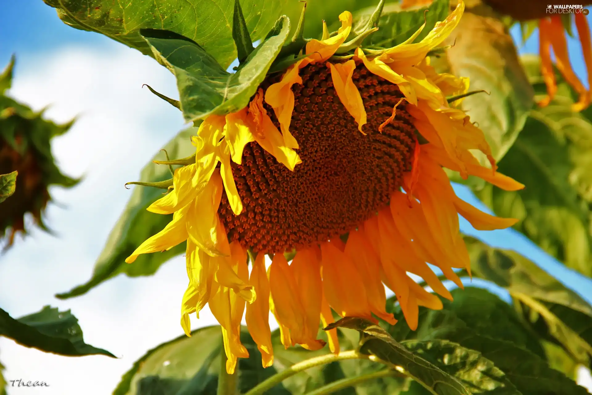Sunflower, Colourfull Flowers