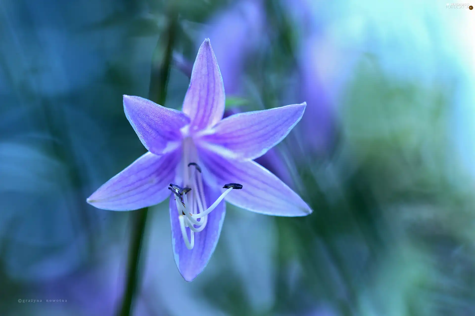 Funkia, Violet, Colourfull Flowers