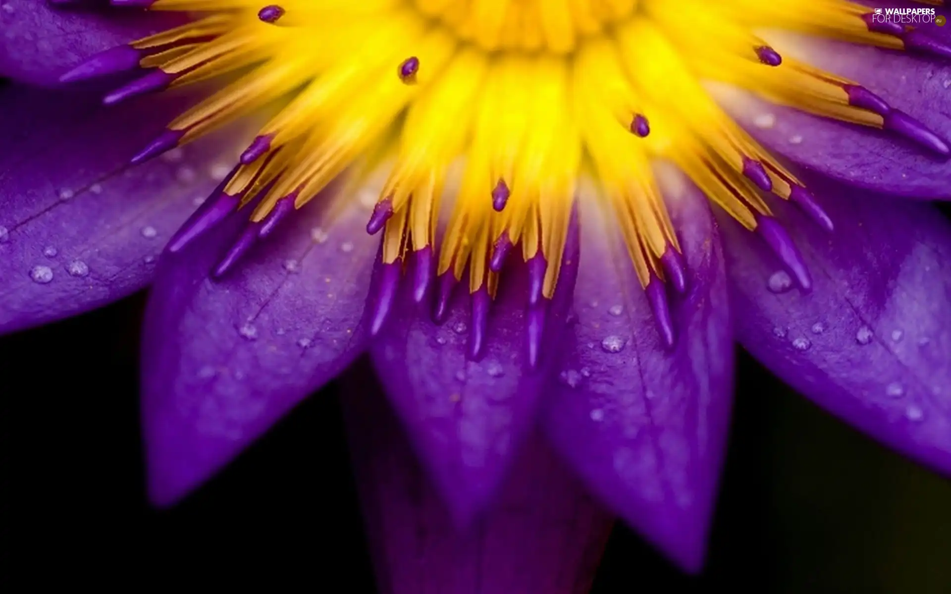 Violet, Colourfull Flowers