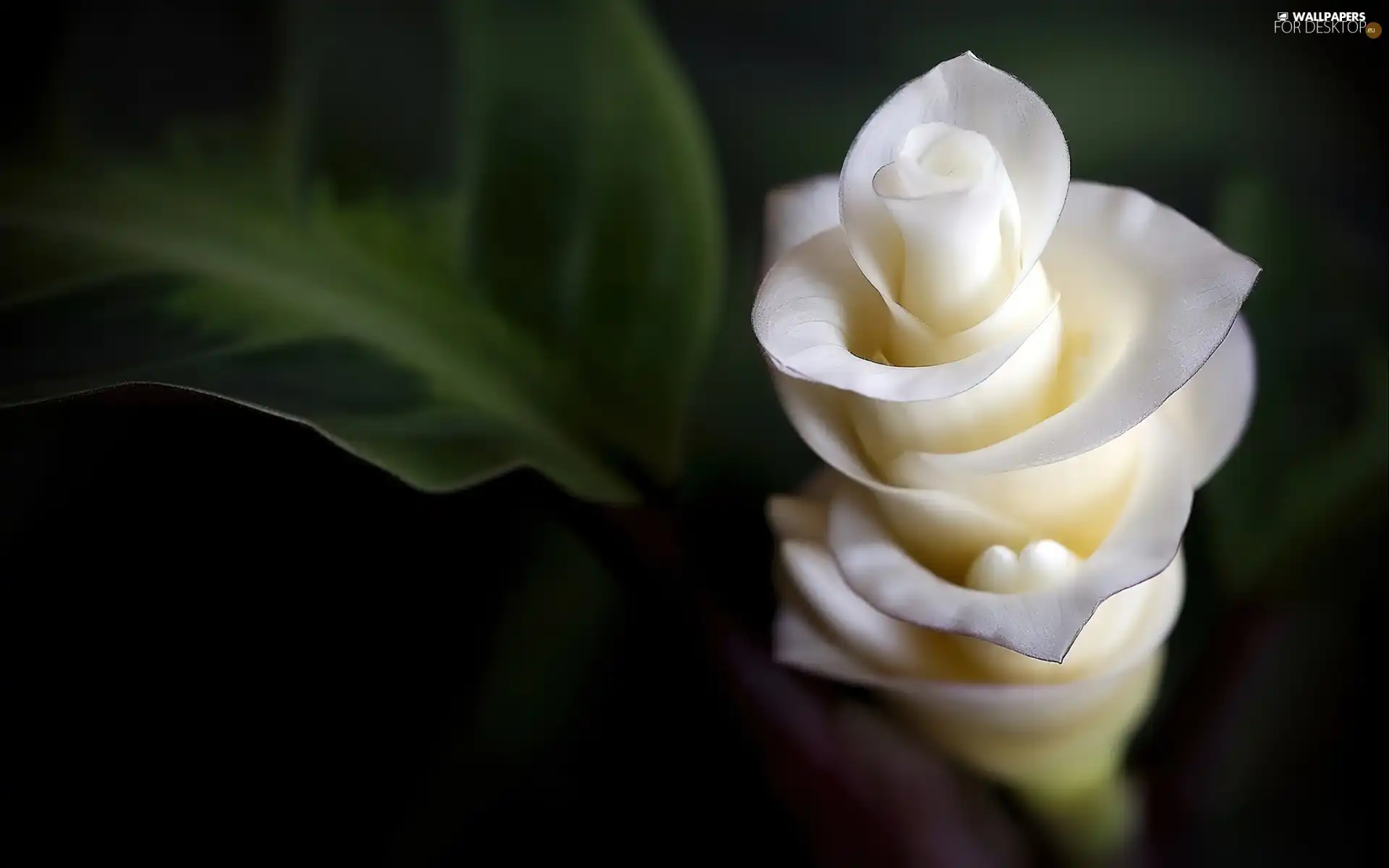 White, Colourfull Flowers