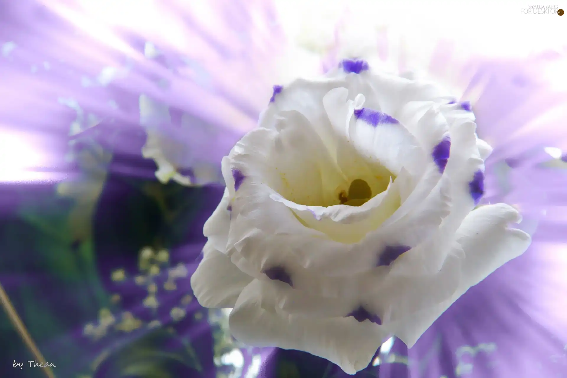 White, Colourfull Flowers