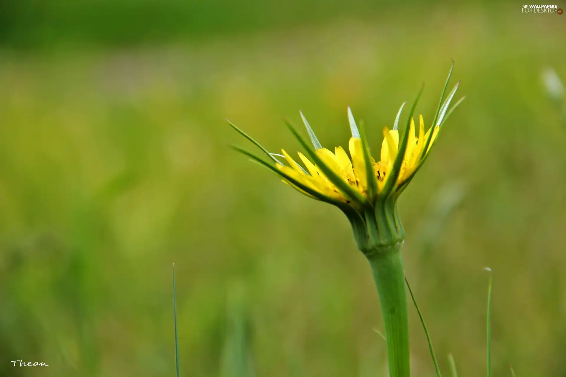 Yellow, Colourfull Flowers