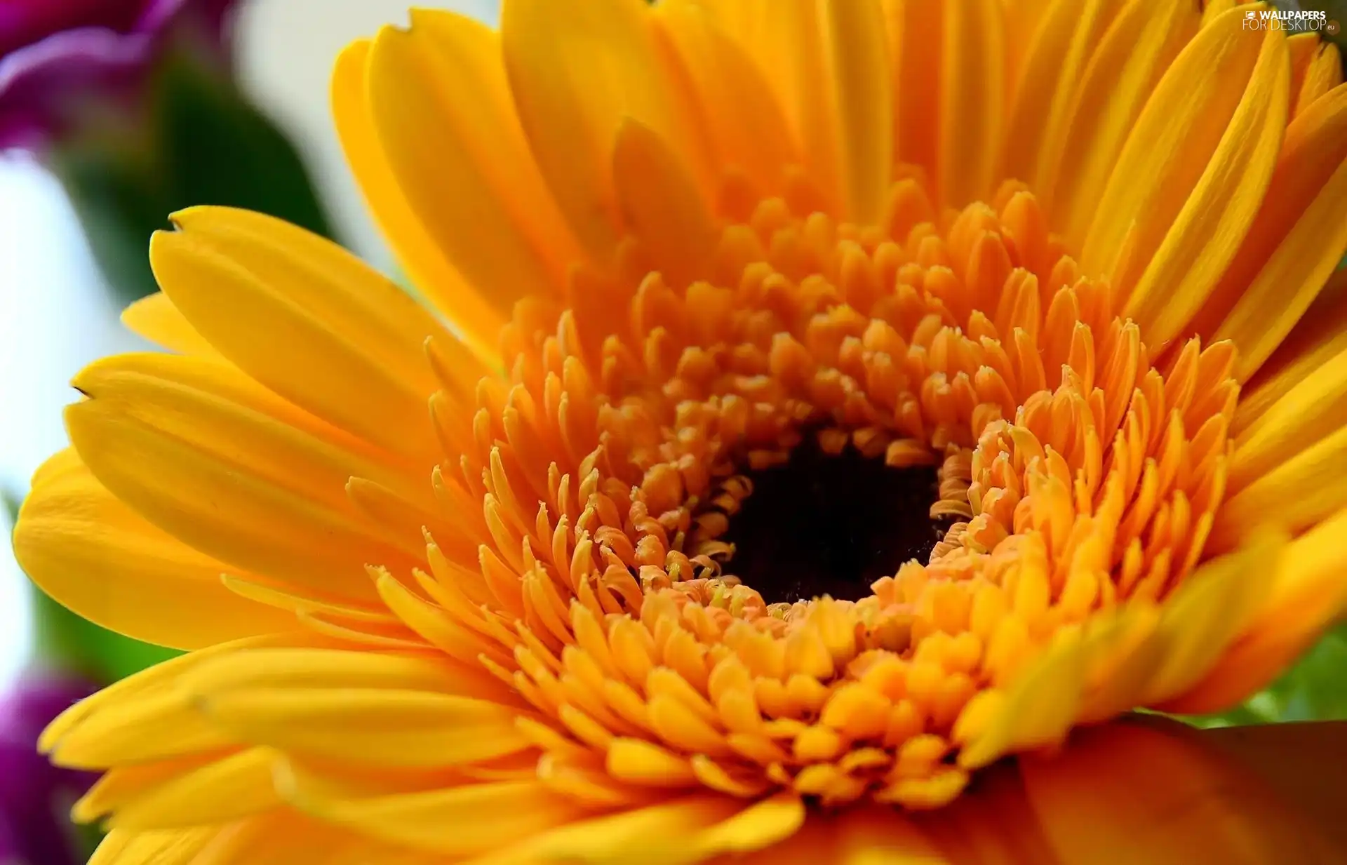 Yellow, Colourfull Flowers