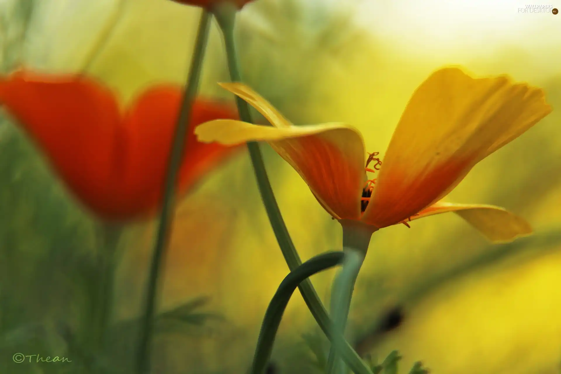 Yellow, Colourfull Flowers