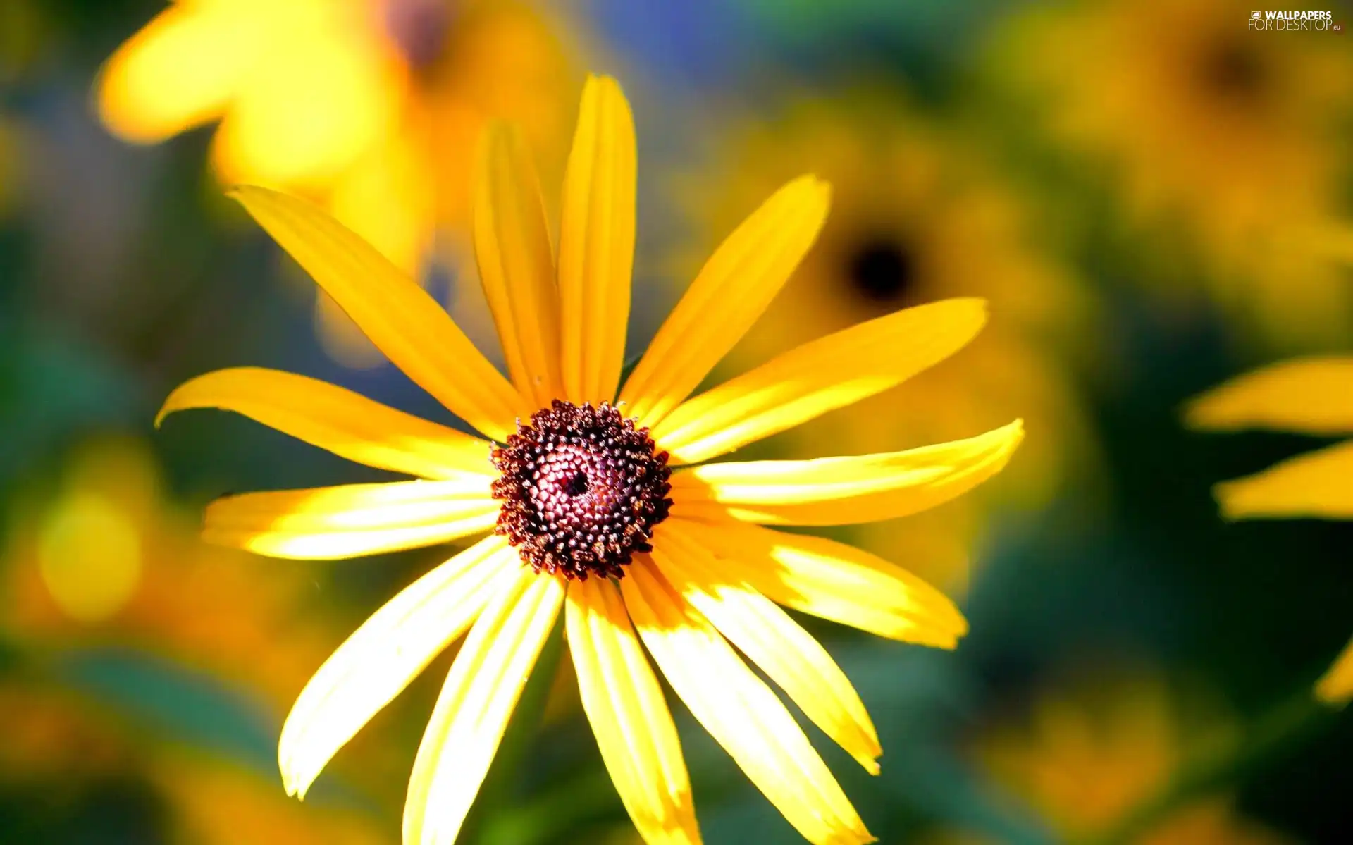 Yellow, Colourfull Flowers