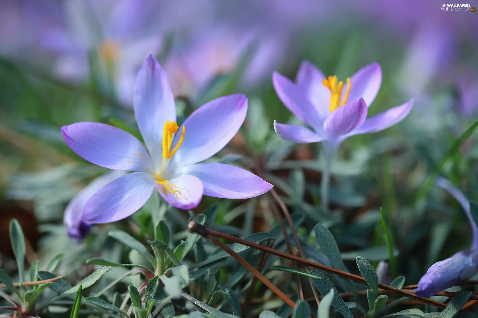 Flowers, bloom, crocuses